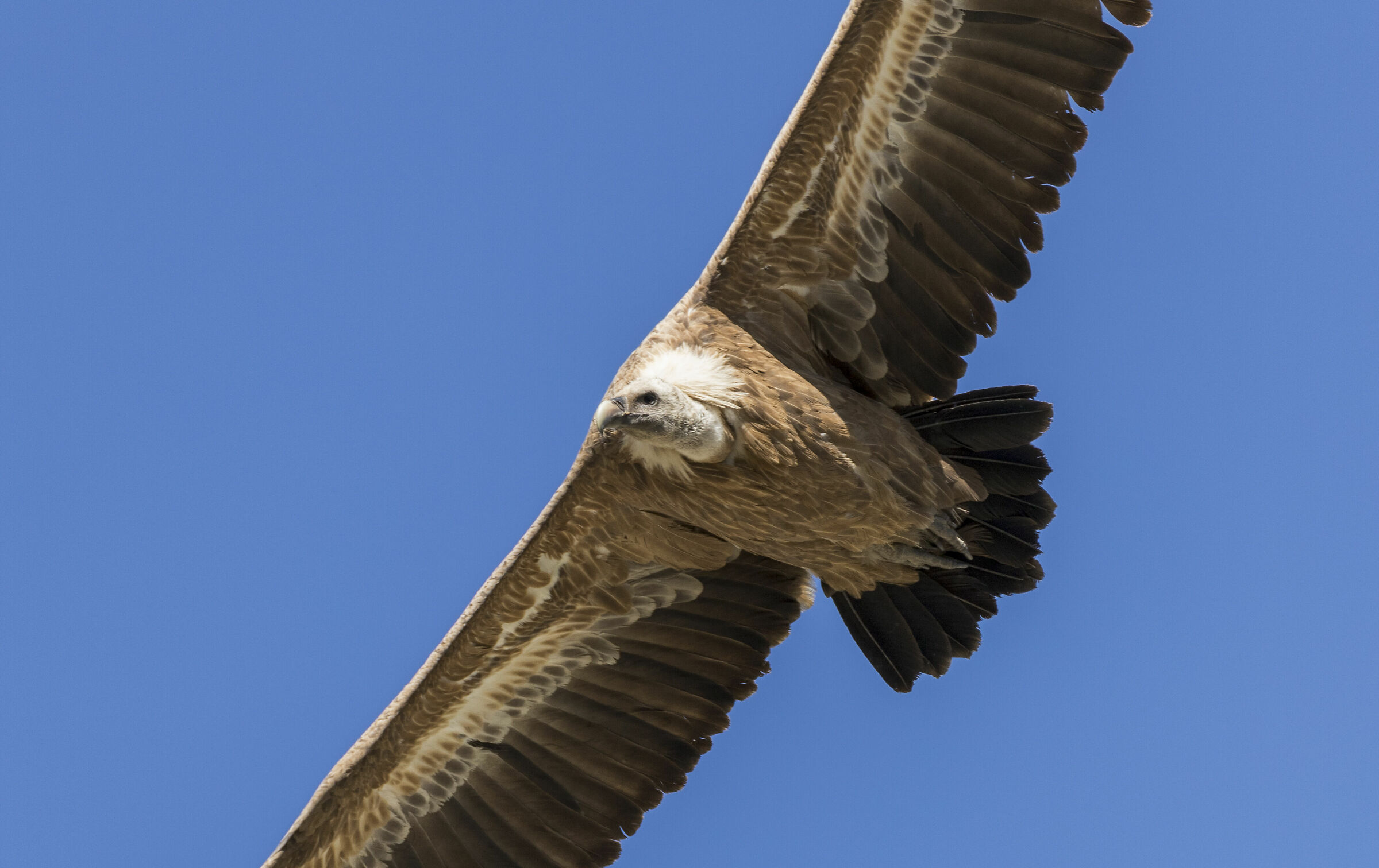 One-on-one with the griffon vulture ...