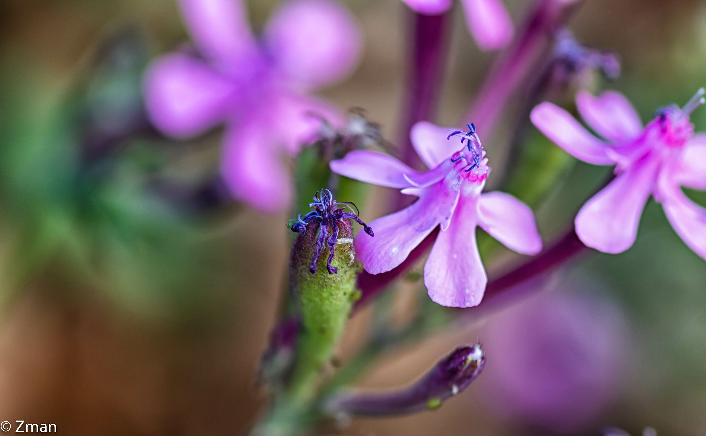 Garden Catchfly flower...