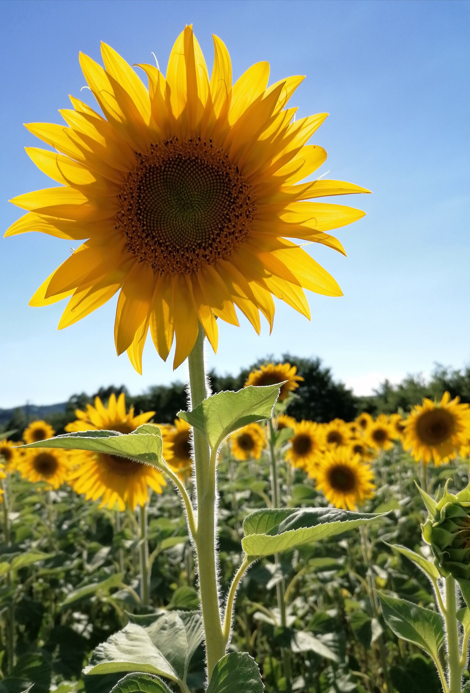 Sunflower in versus light...
