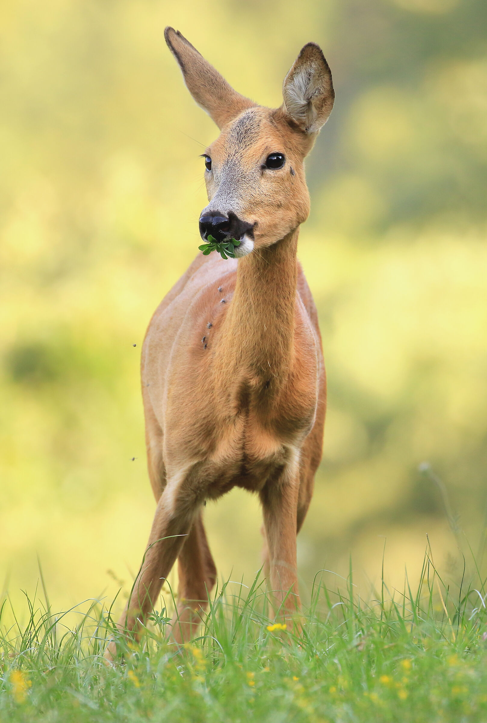 Roe deer at the first lights...