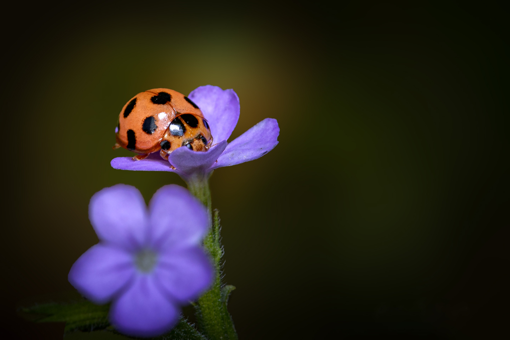 A ladybug...