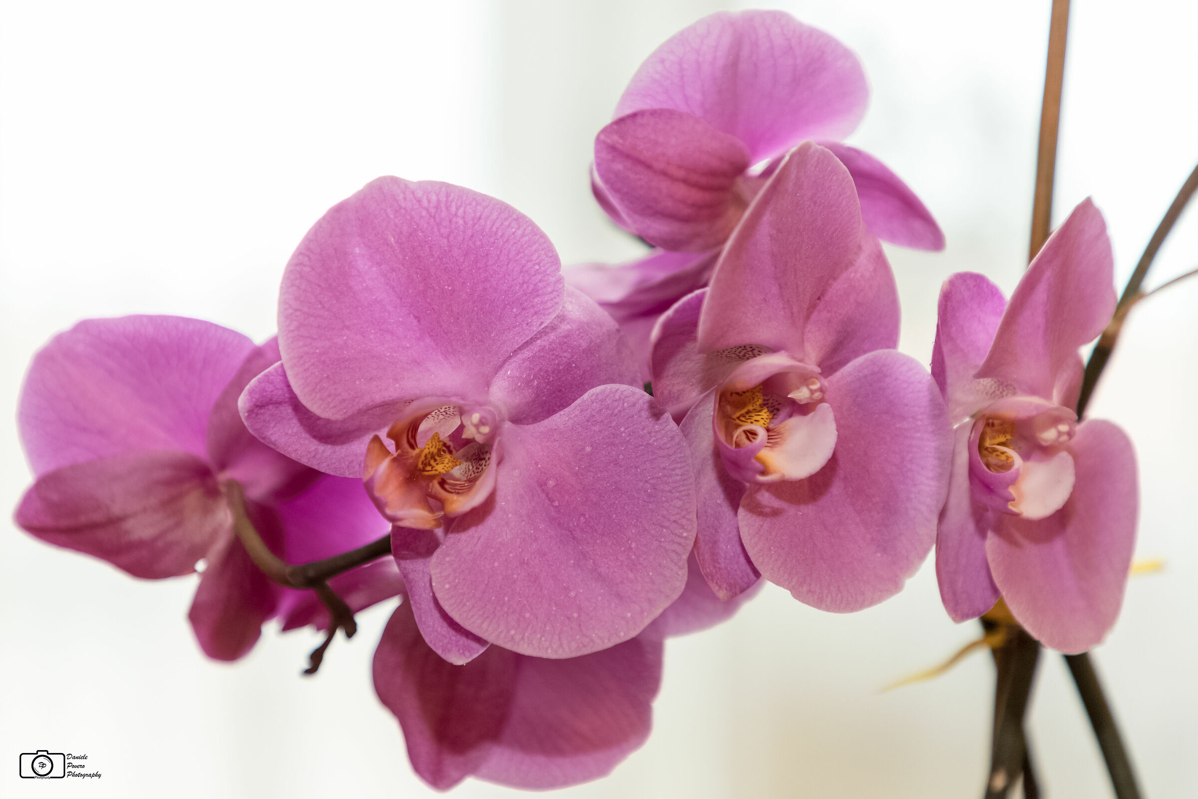 Orchidea #1...