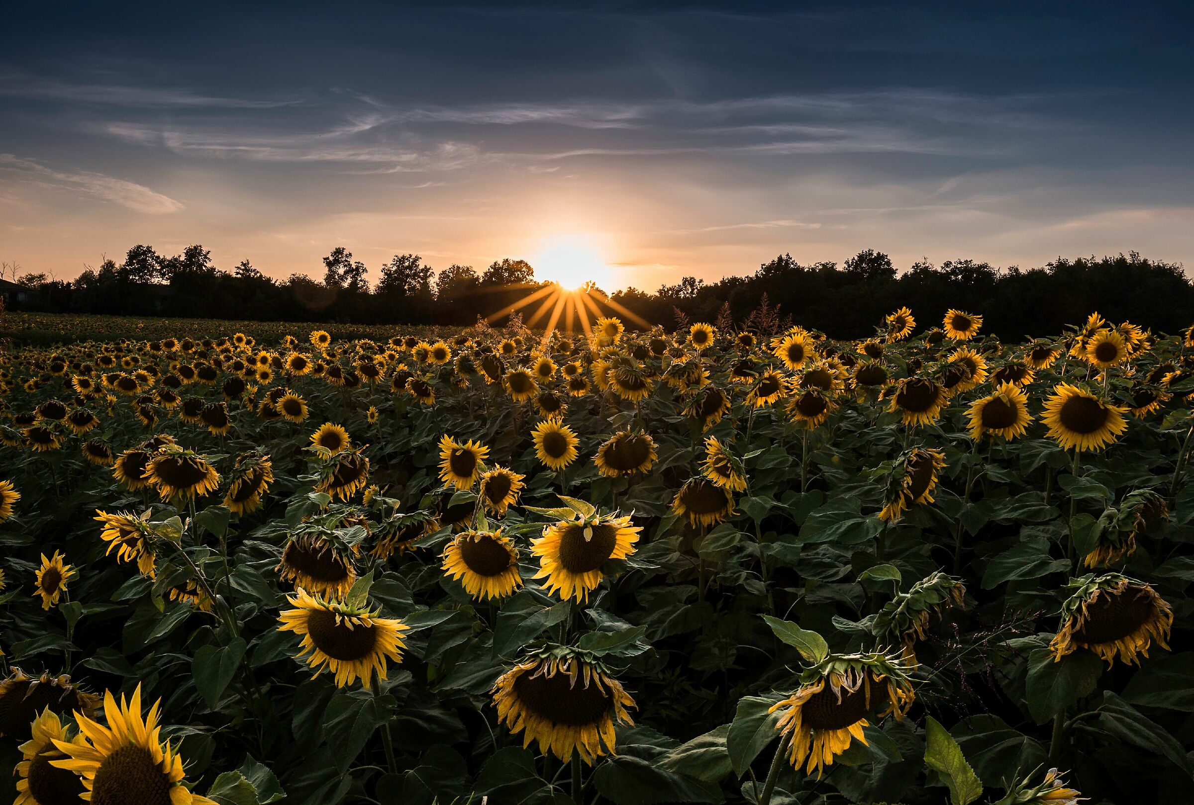 Sunflowers, California...