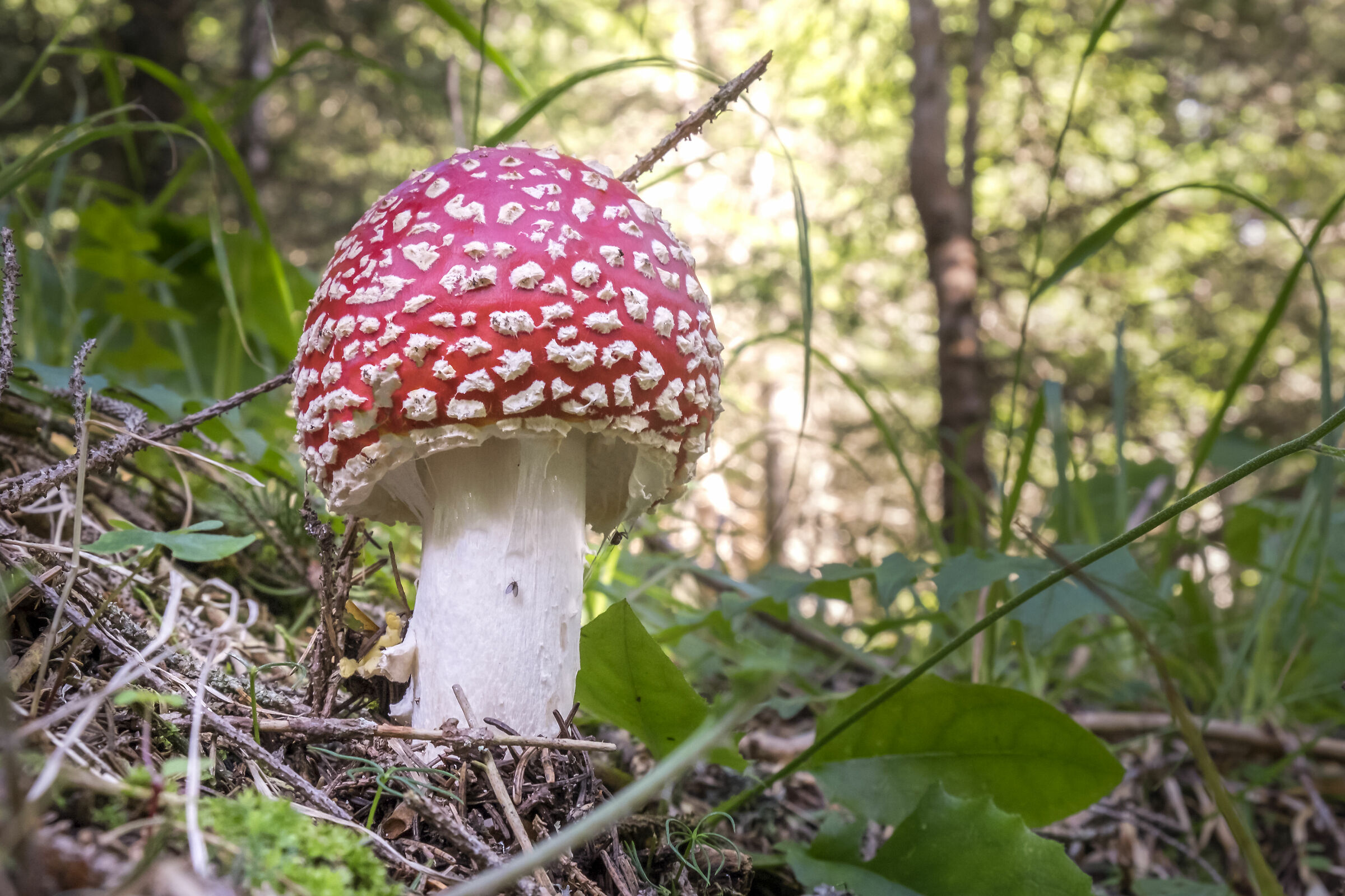 amanita falloid in the woods of Trentino...