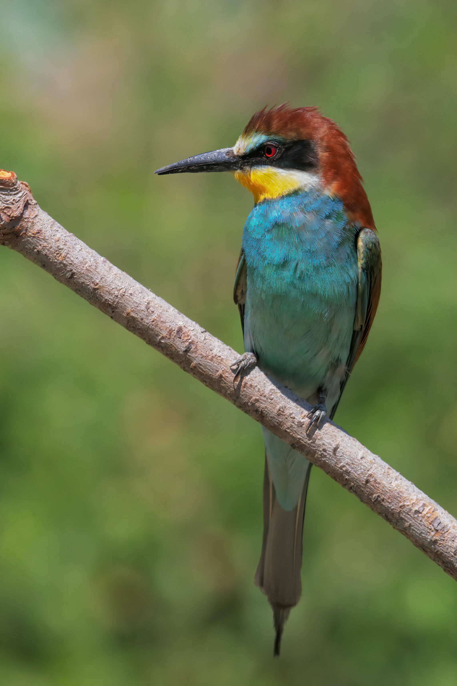 Bee-eater...