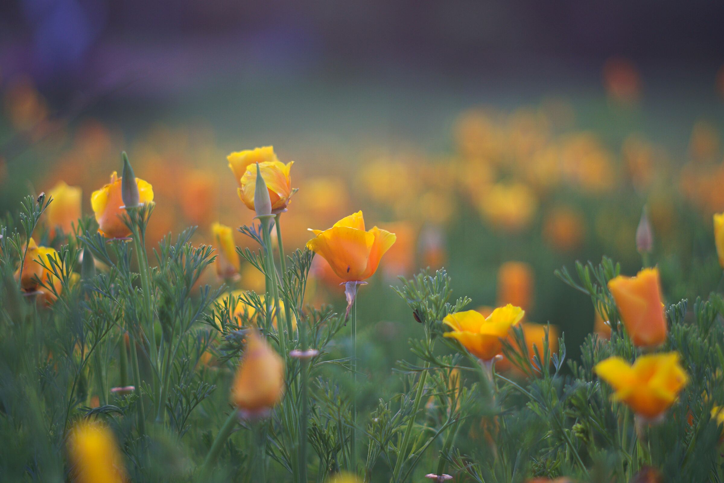 Yellow Tulips...