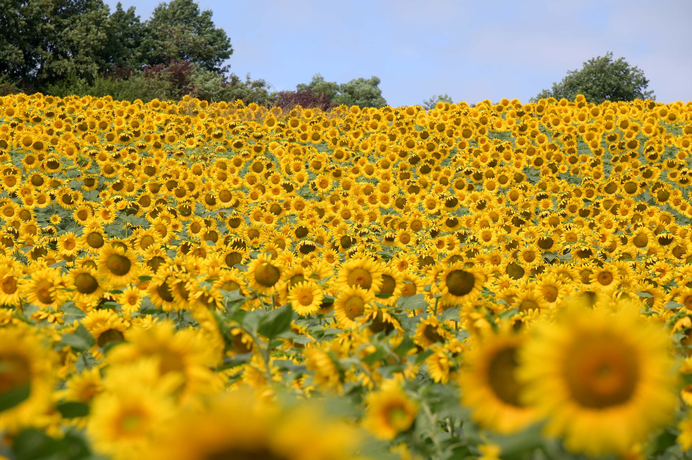 A sea of sunflowers...