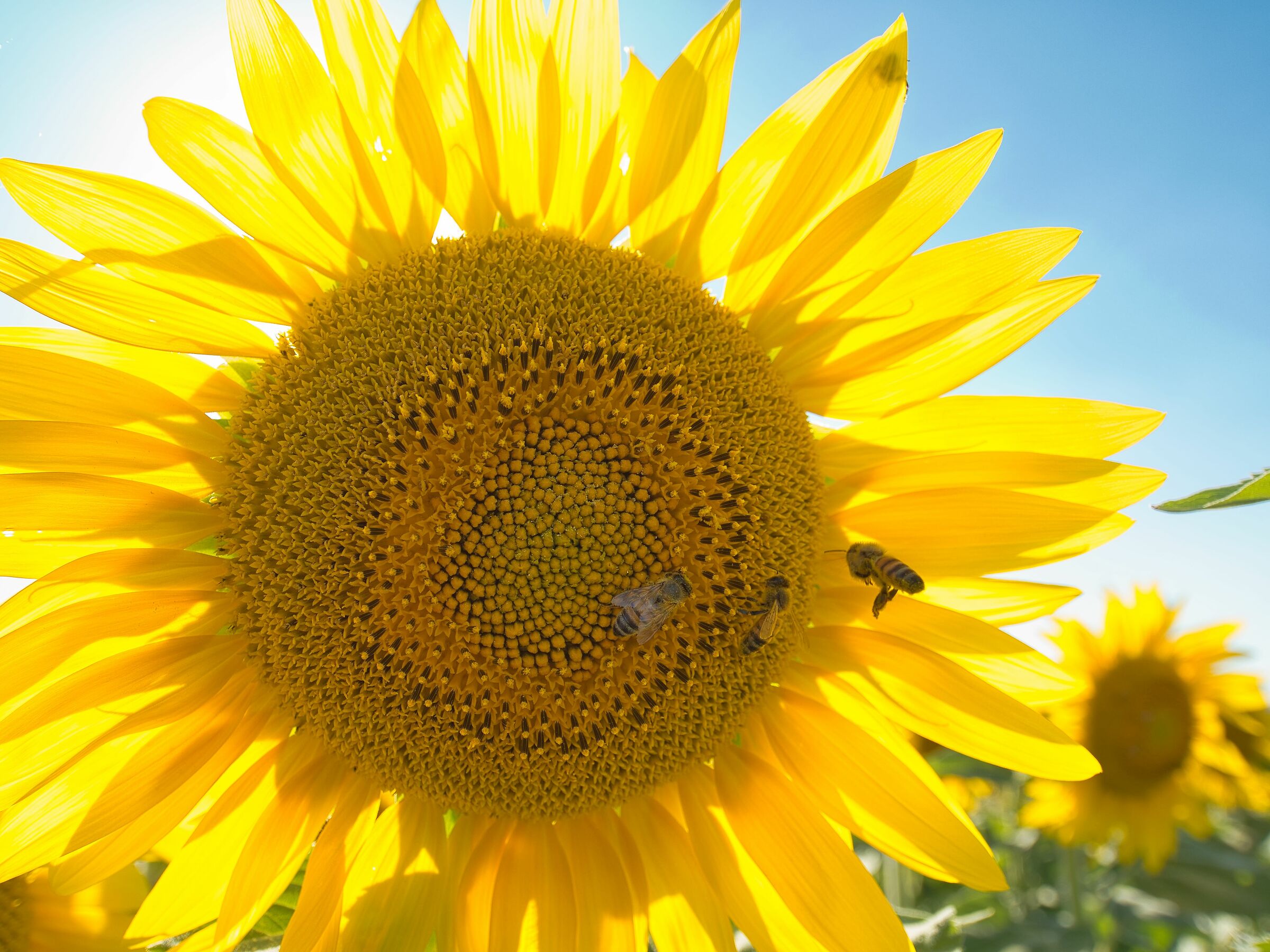 Bees and sunflower...