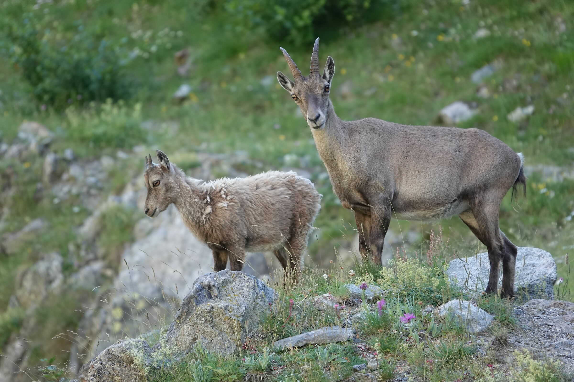 Mom ibex with puppy...