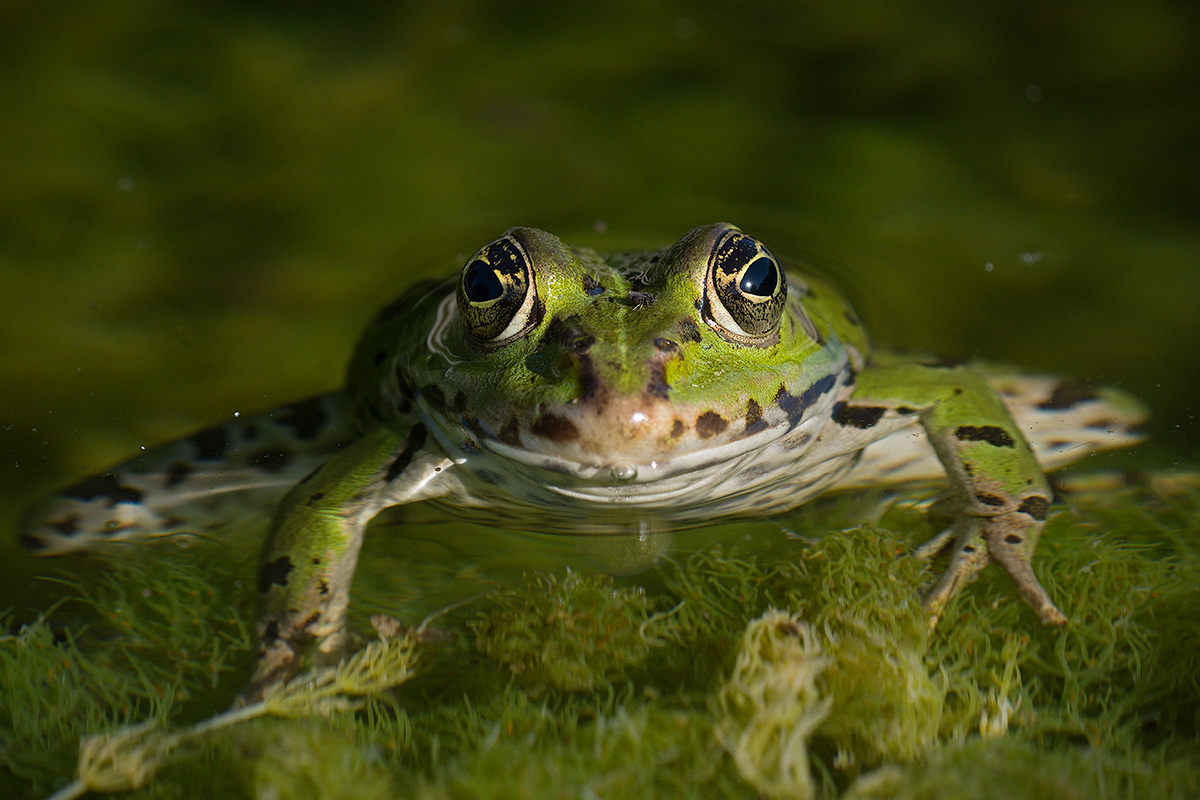 Common Frog...
