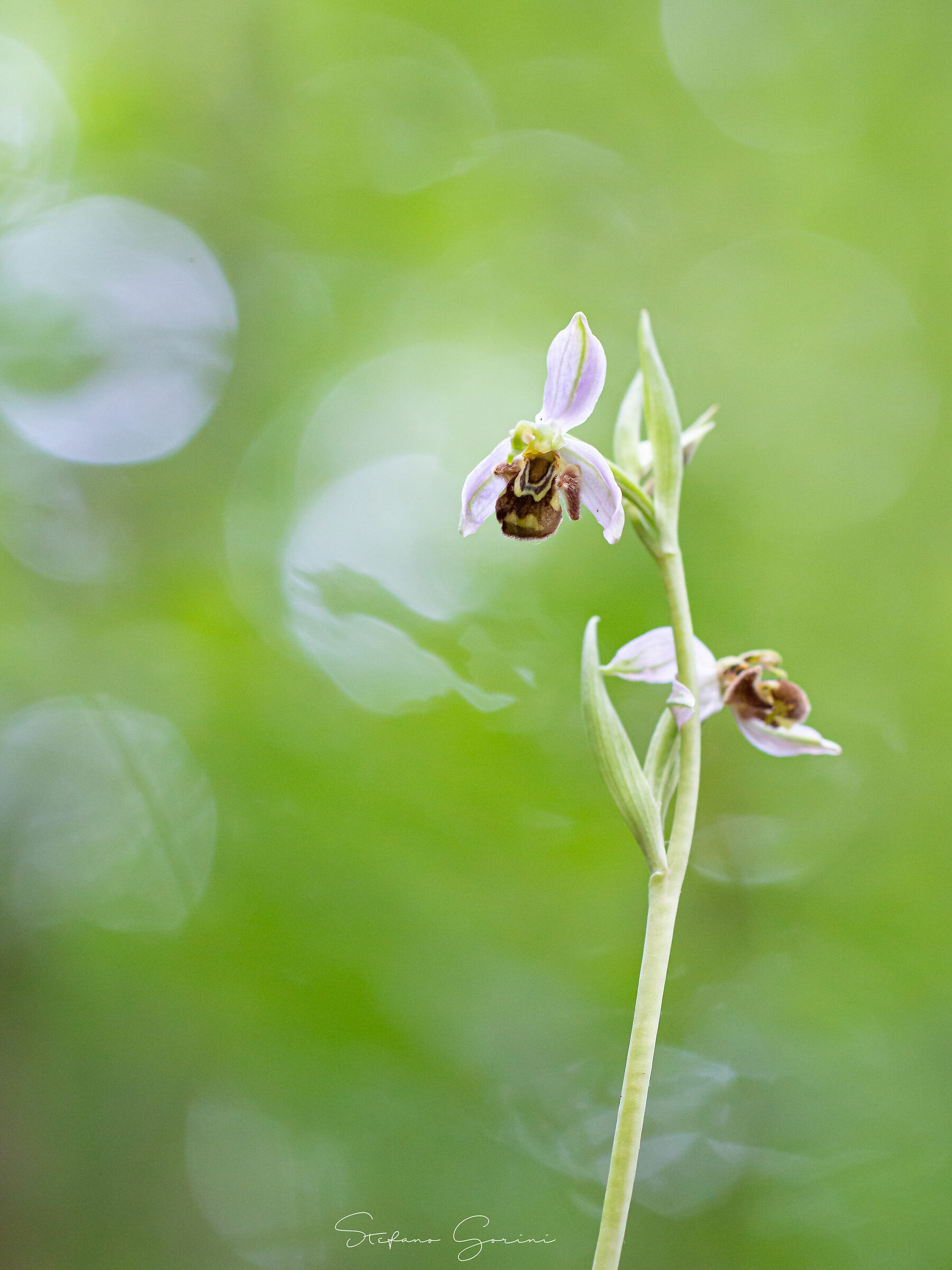 Ophrys apifera...