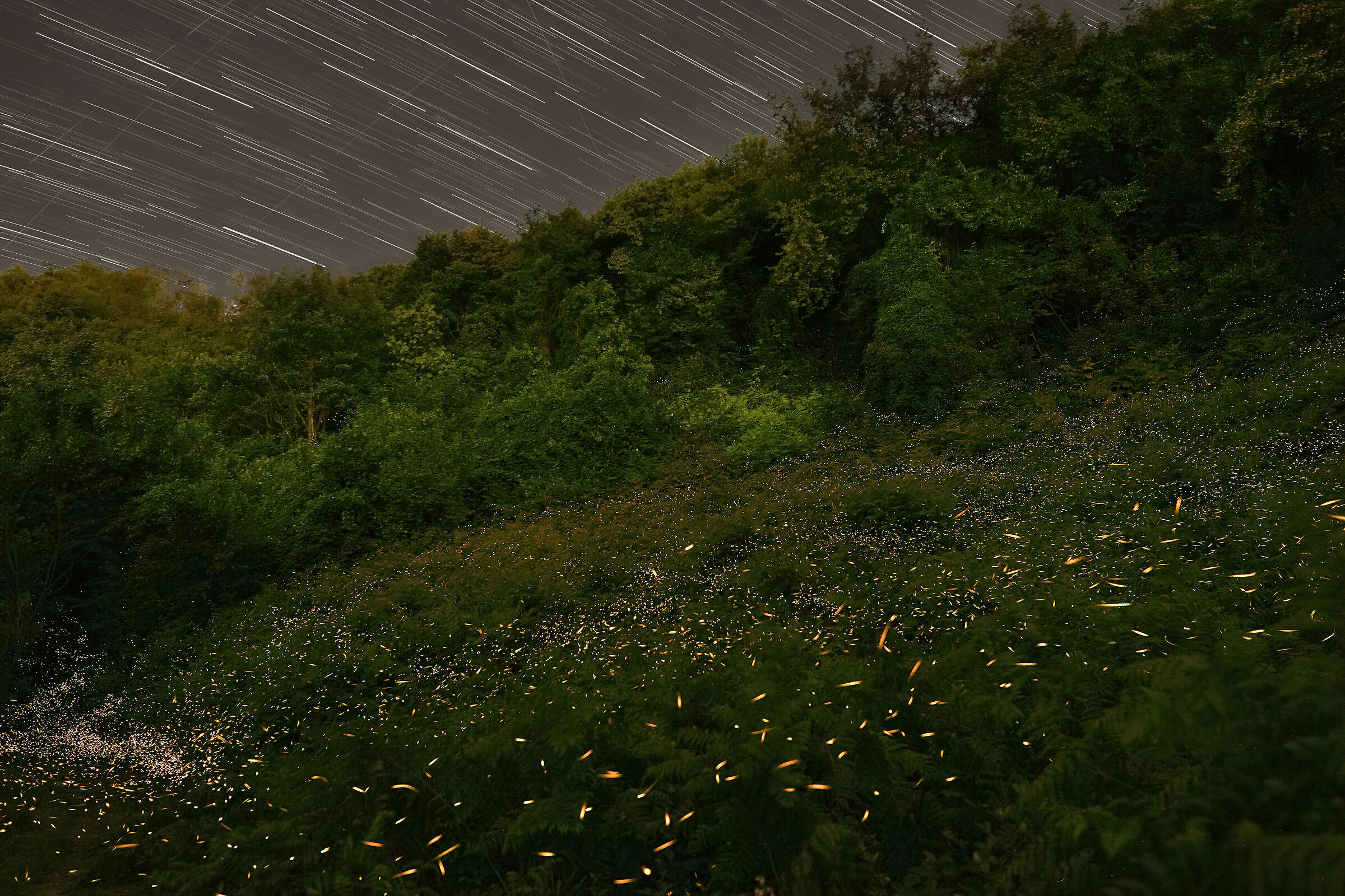 fireflies and stars...