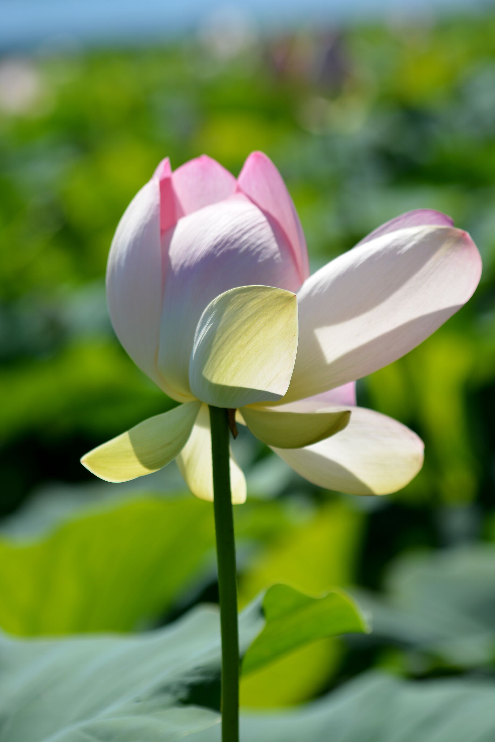 lotus flower...