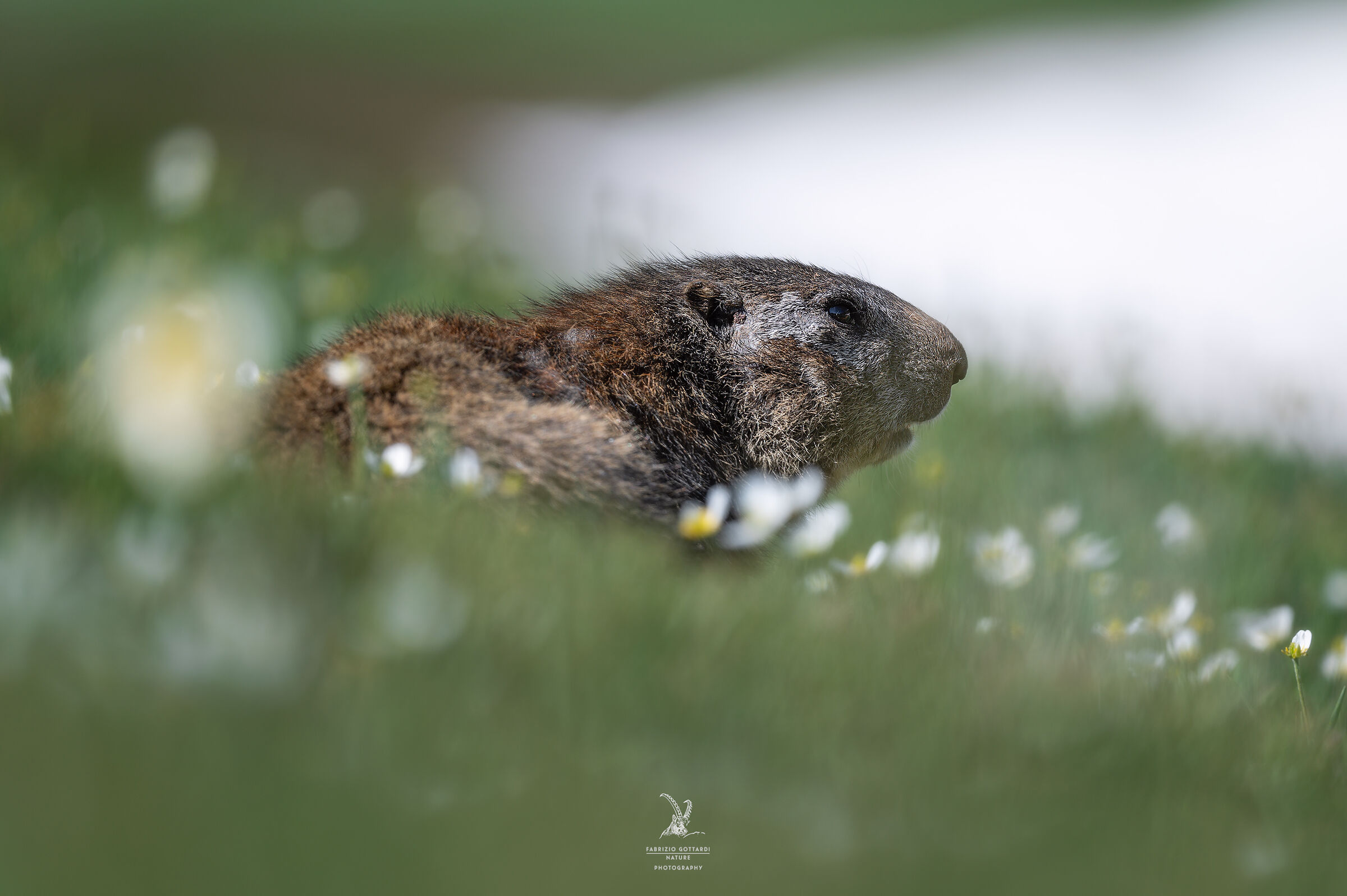 Floral marmot ...
