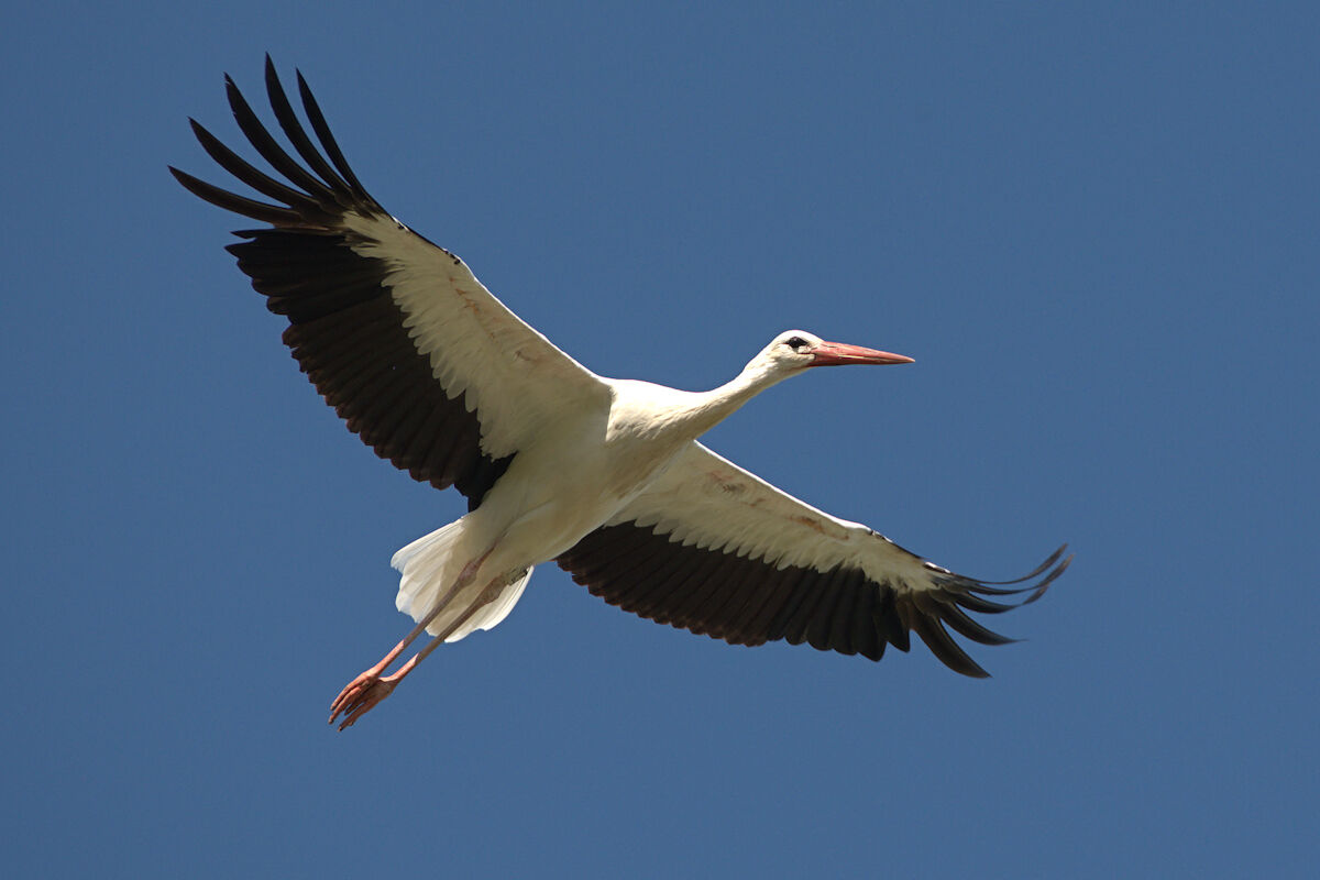 stork in flight...