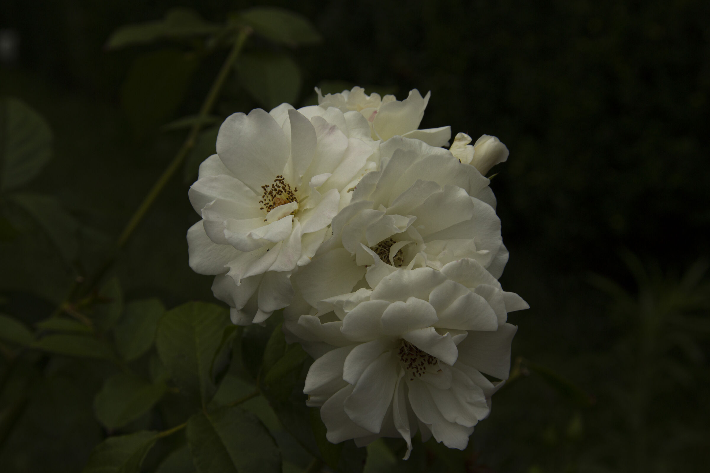 White Roses under display...