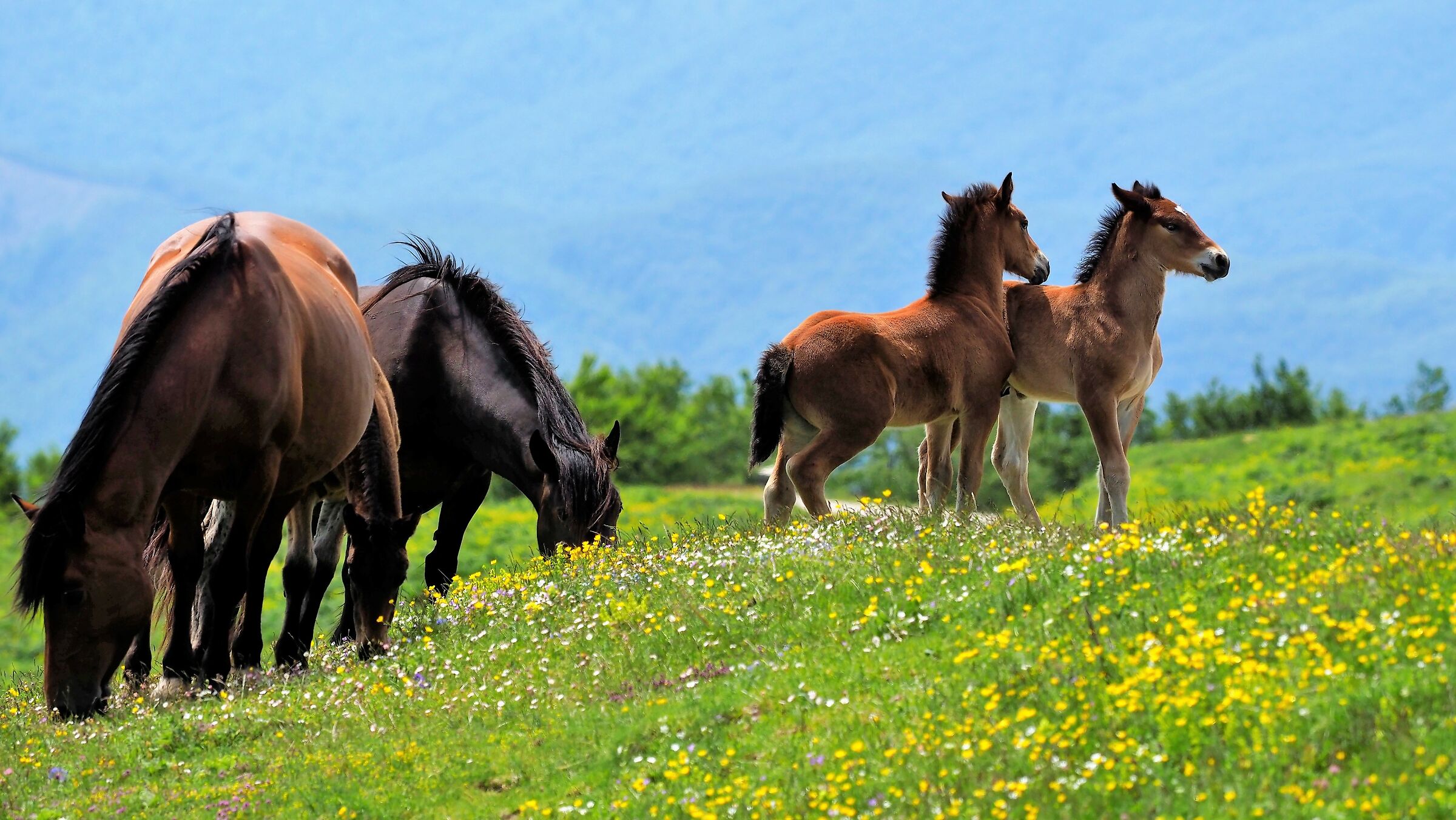 Catria Horses 2...