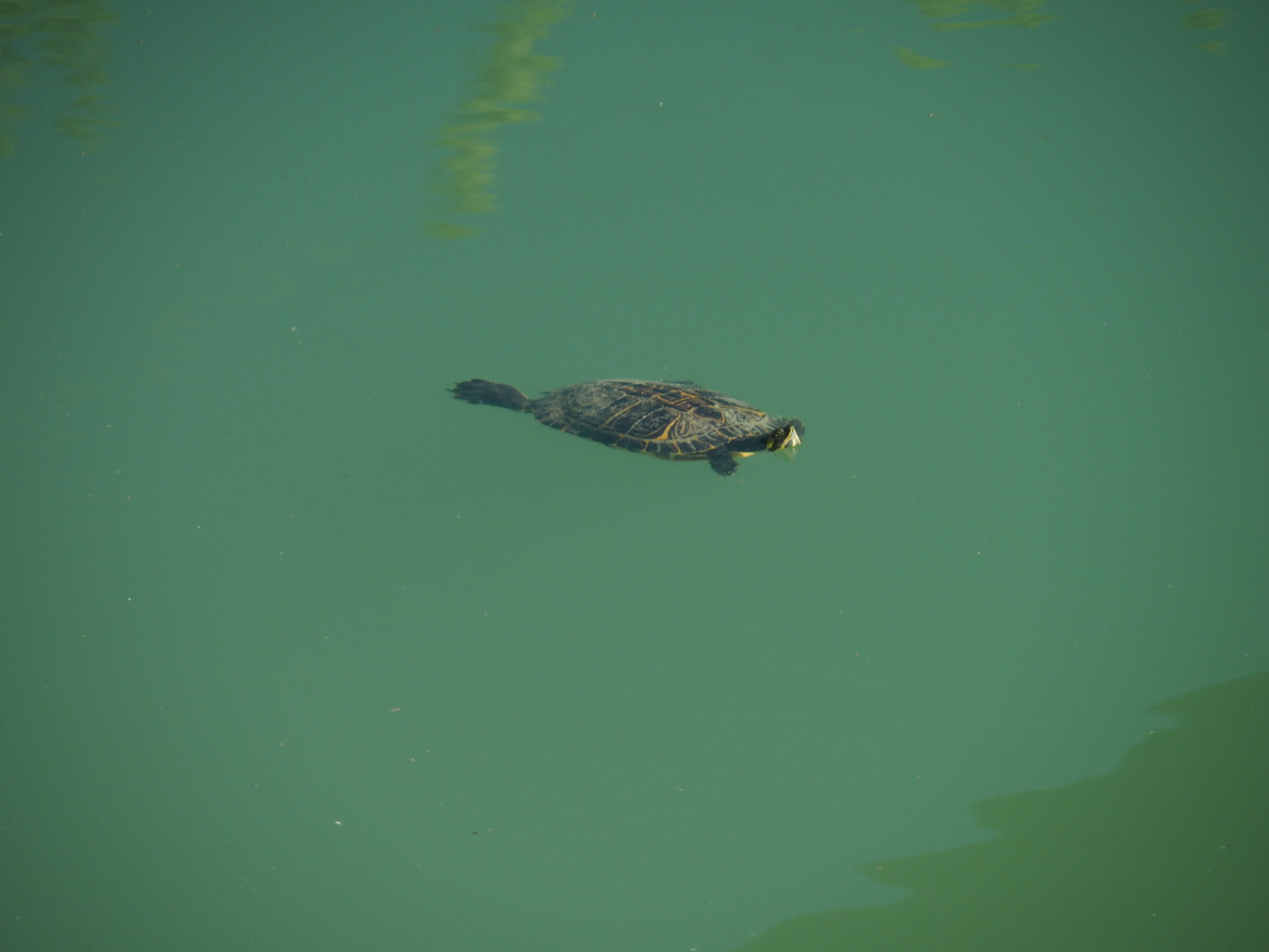 Turtles at Curiel Lakes...