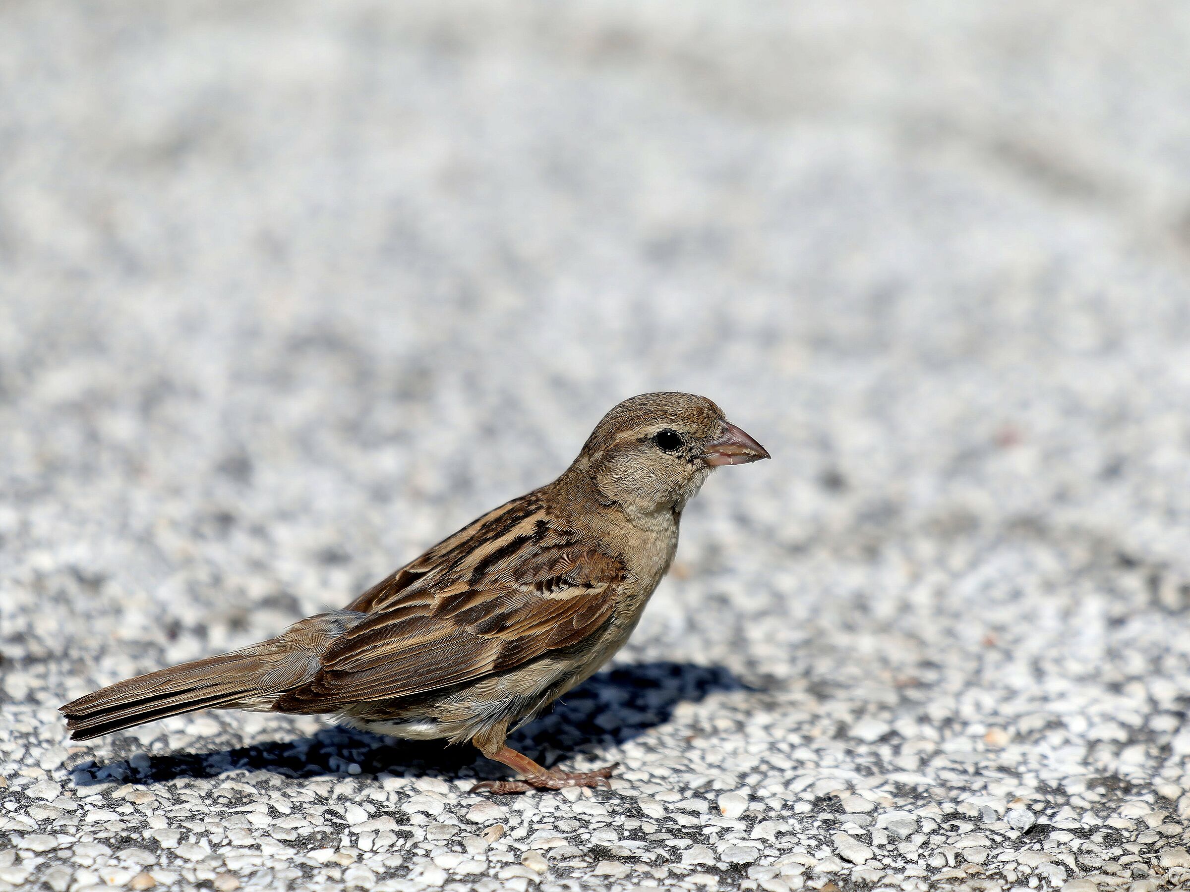 common sparrow...