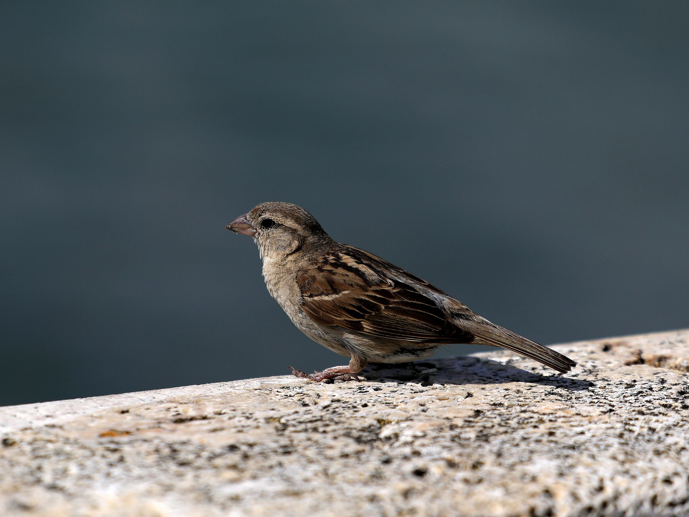 Sparrow on the pier...