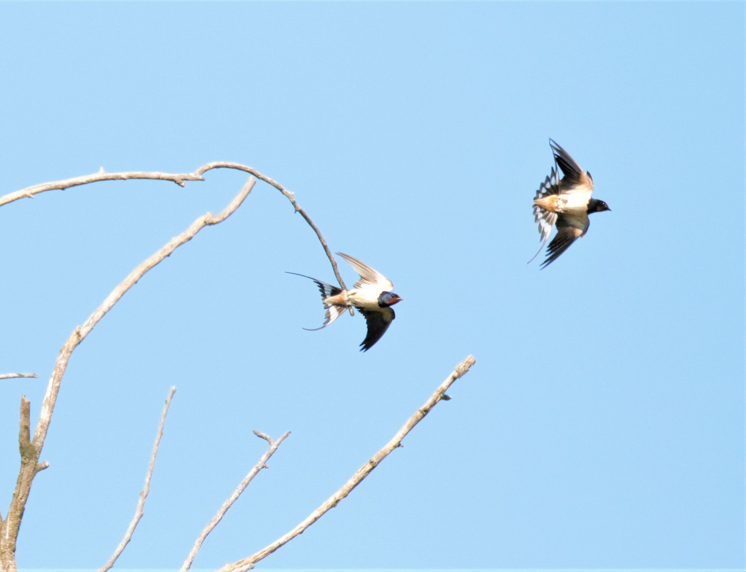 acrobatics between swallows...