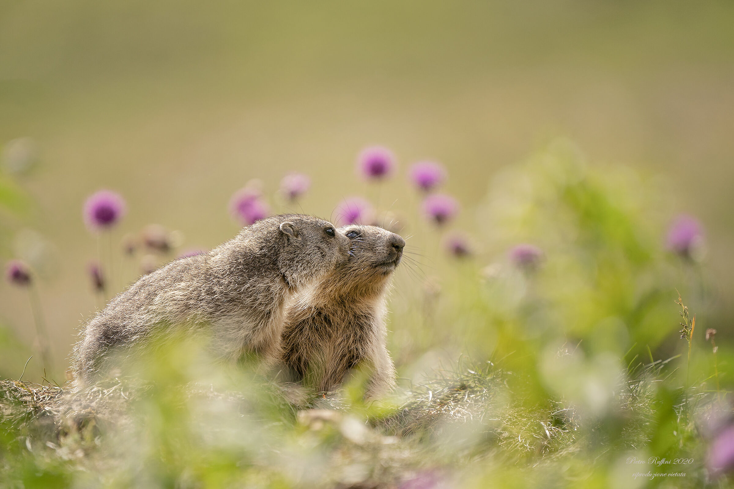 Tenderness among young marmots...