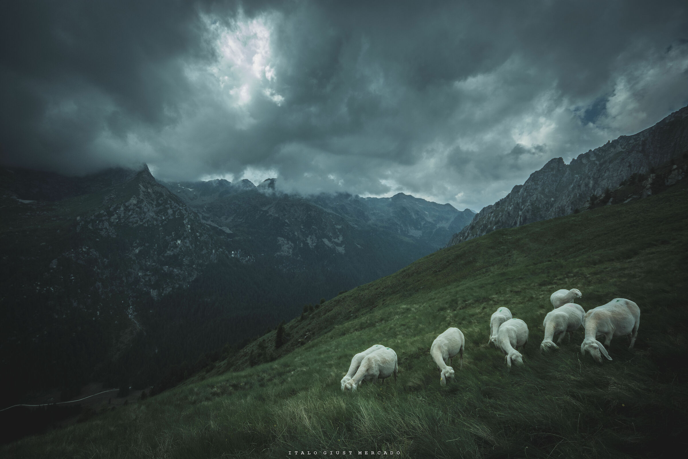 Menacing clouds over unsuspecting sheep ...