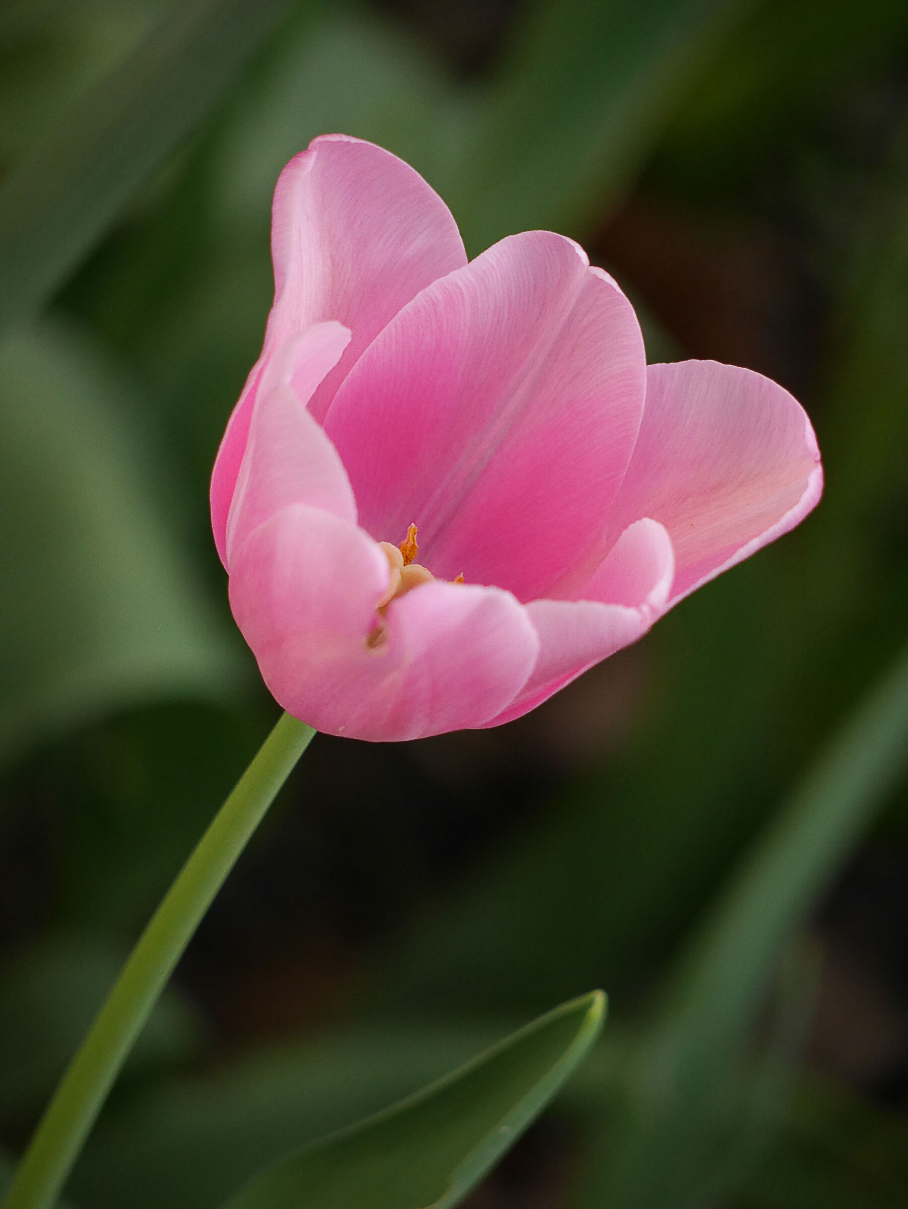 pink tulip...
