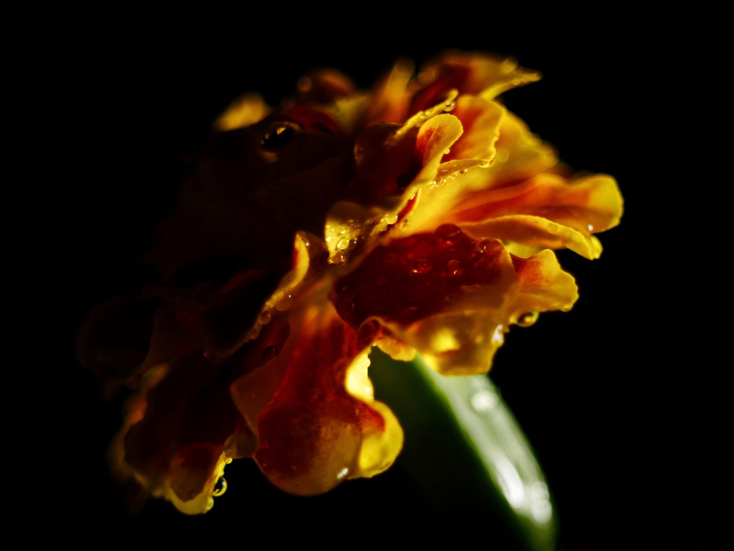 Tagetes...