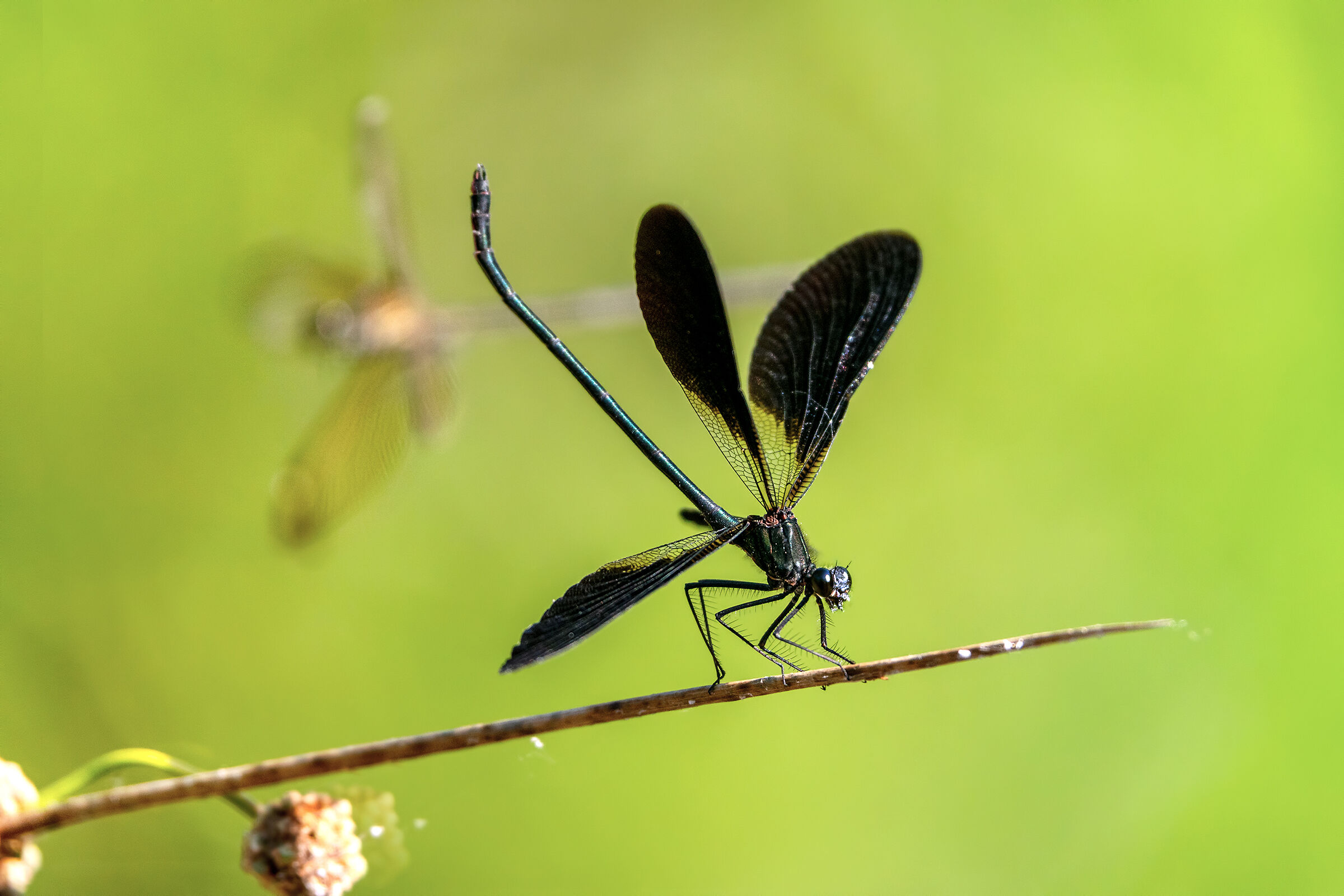 False dragonflies - defense of the territory ...