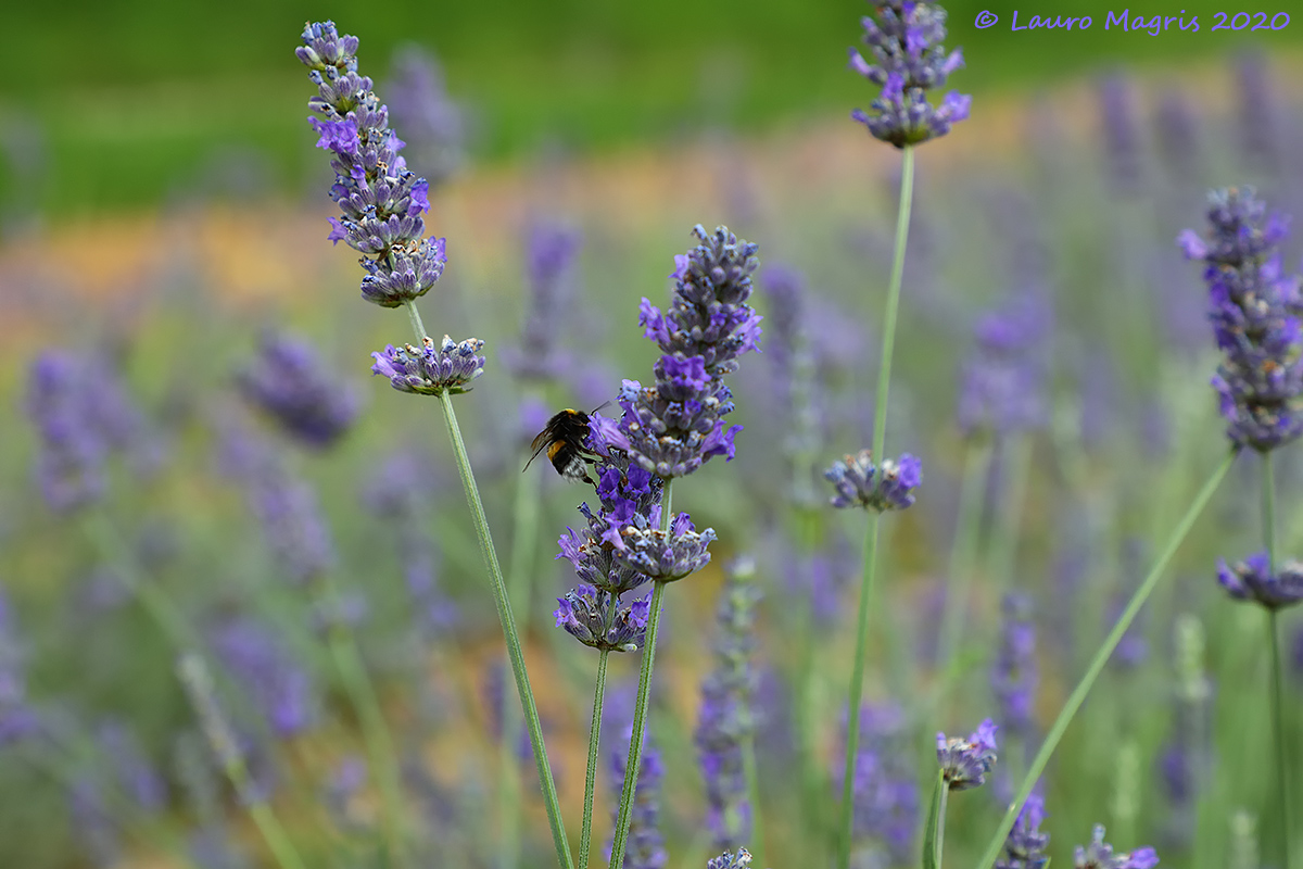 Lavender nectar...
