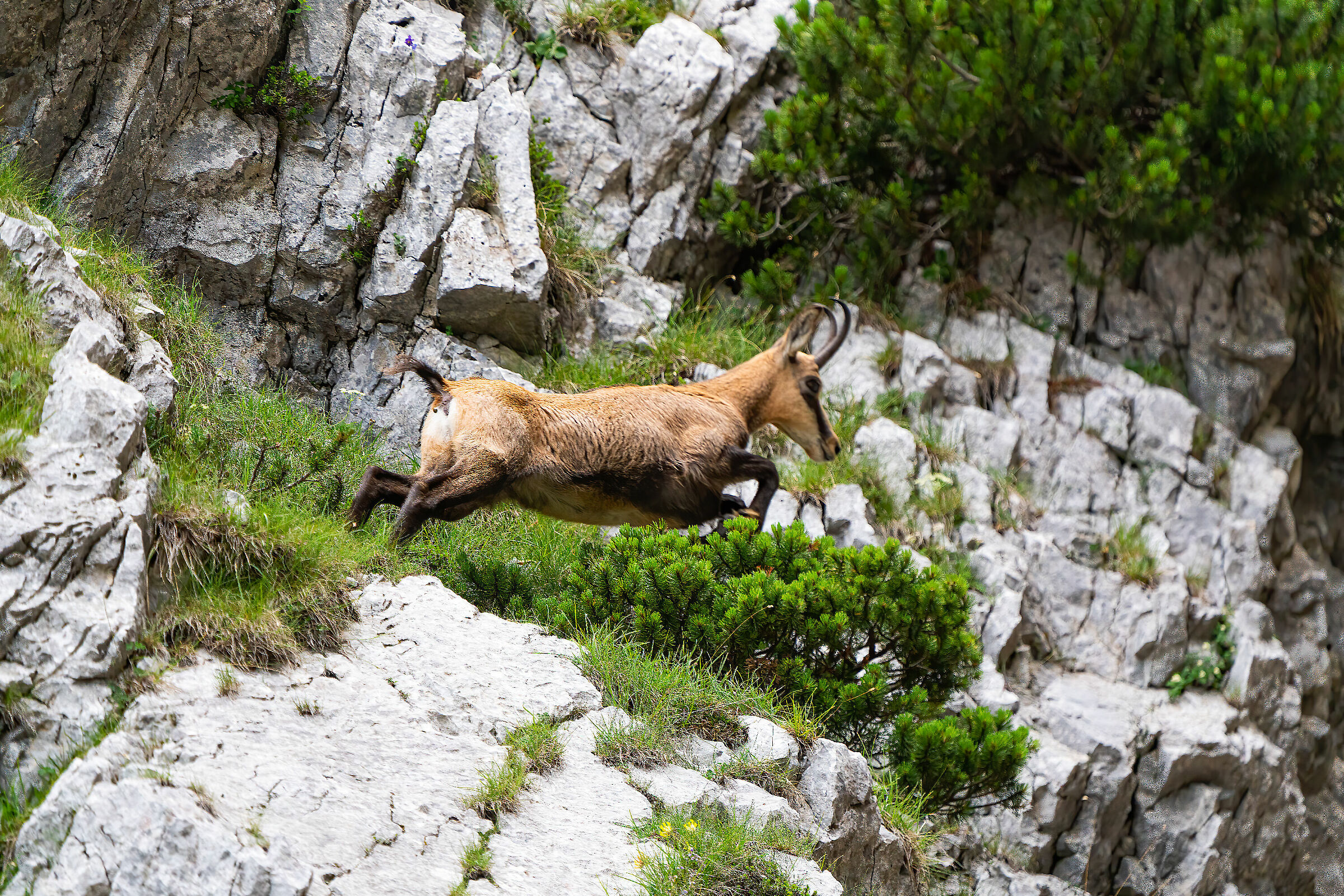 Chamois on the fly...