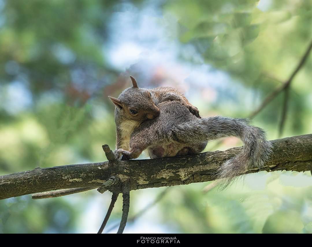 Squirrel ...