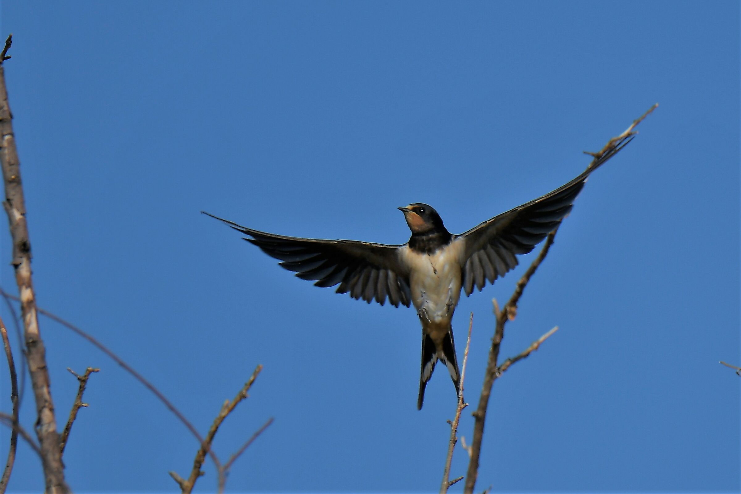swallow flying on the fly...