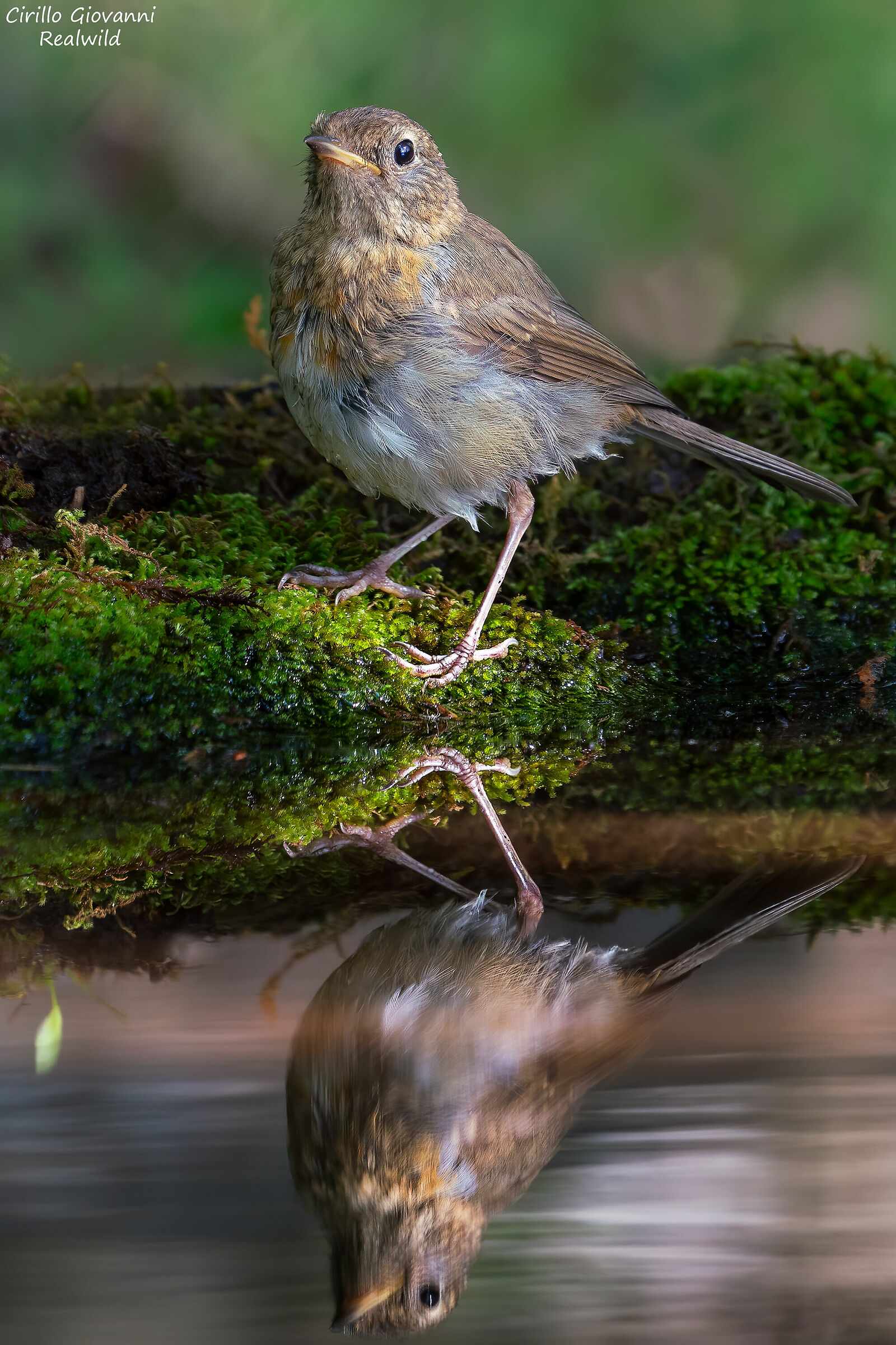 The Young Robin in the Mirror ...