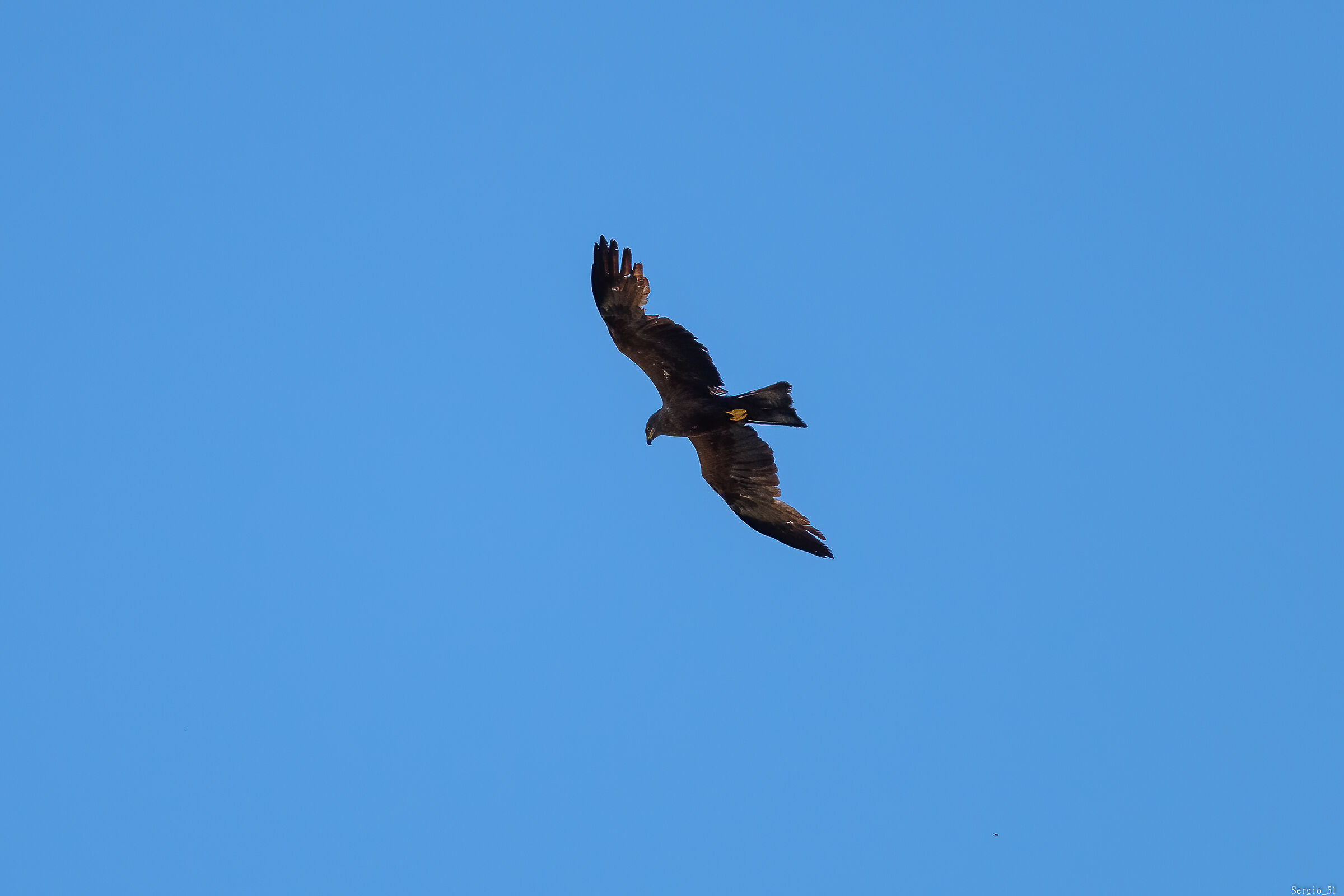 Brown kite...