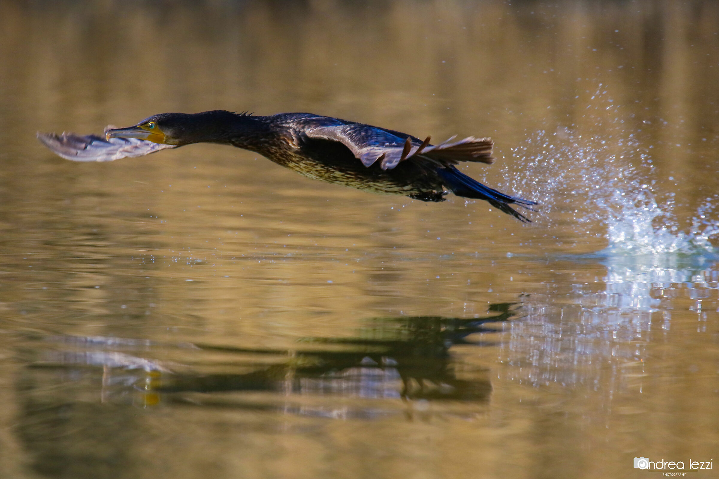 Water-haired cormorant...