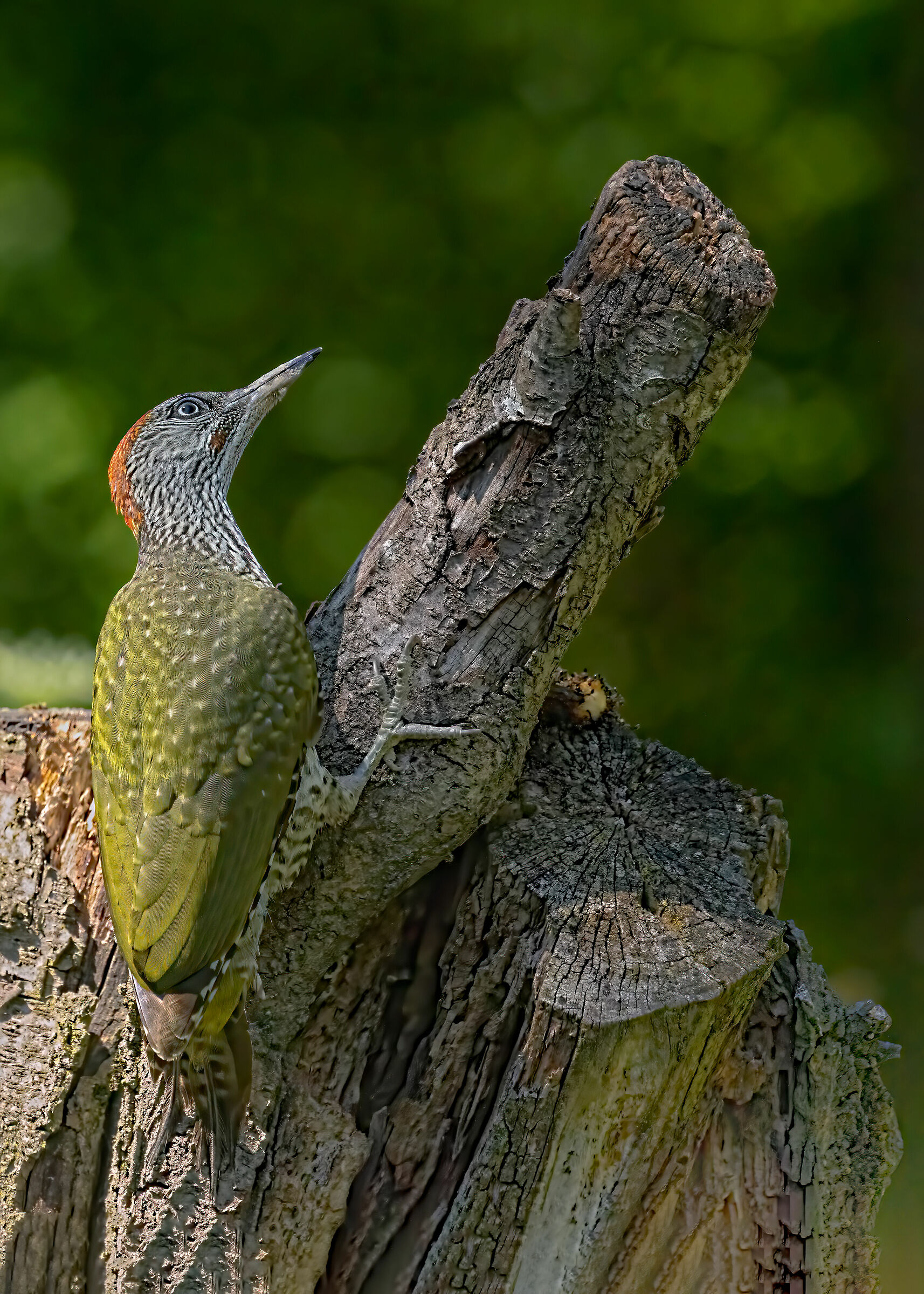 A young guard green woodpecker male...