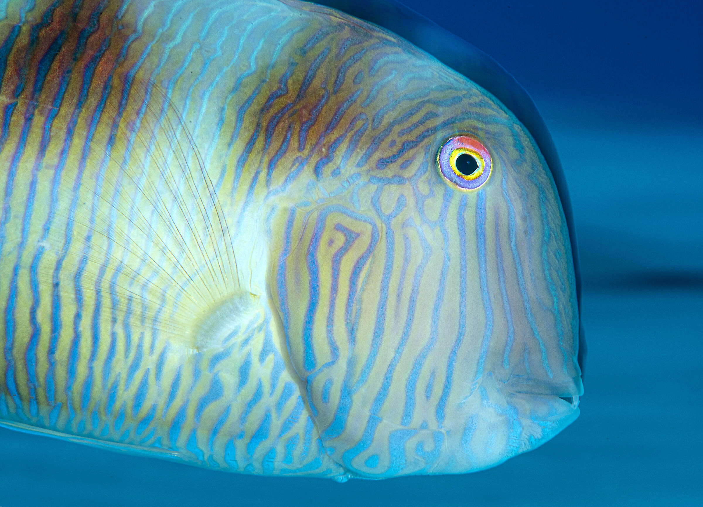 Portrait of a CombFish...