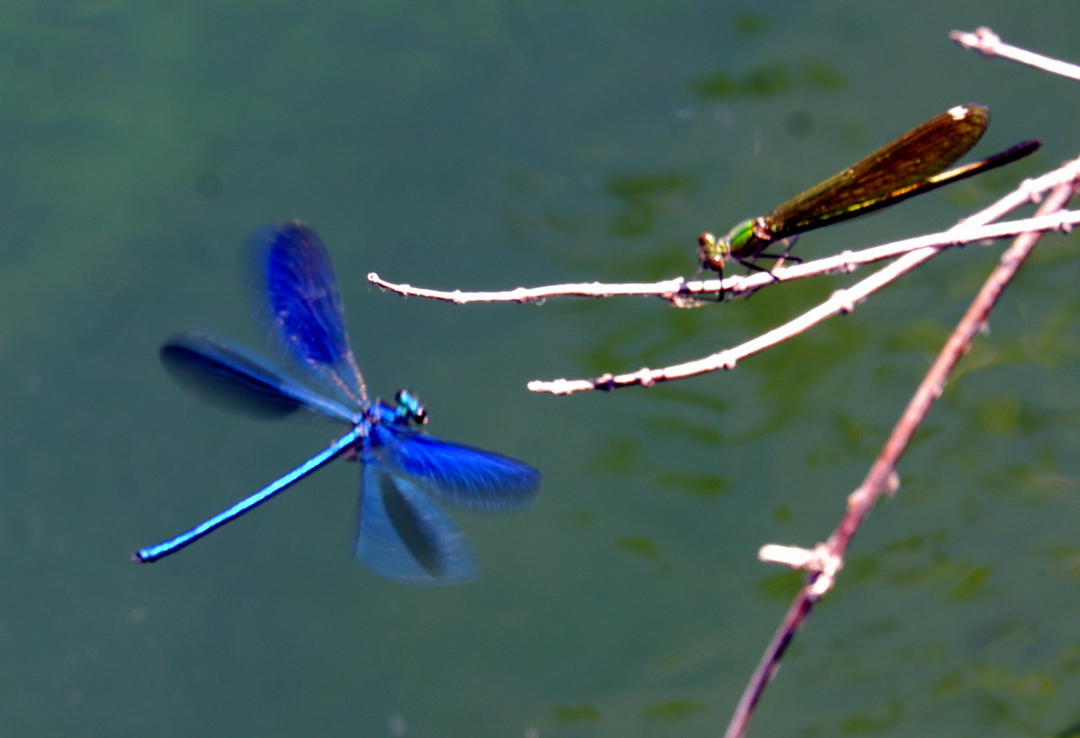 Dragonflies...
