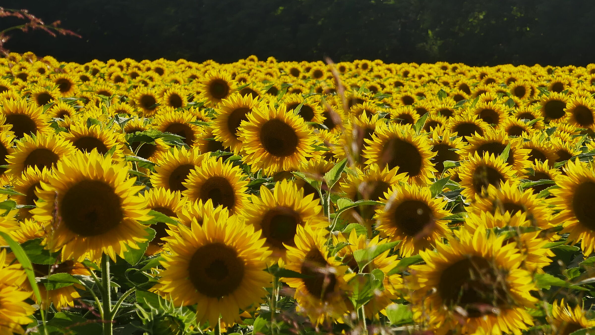 Sunflowers 02...