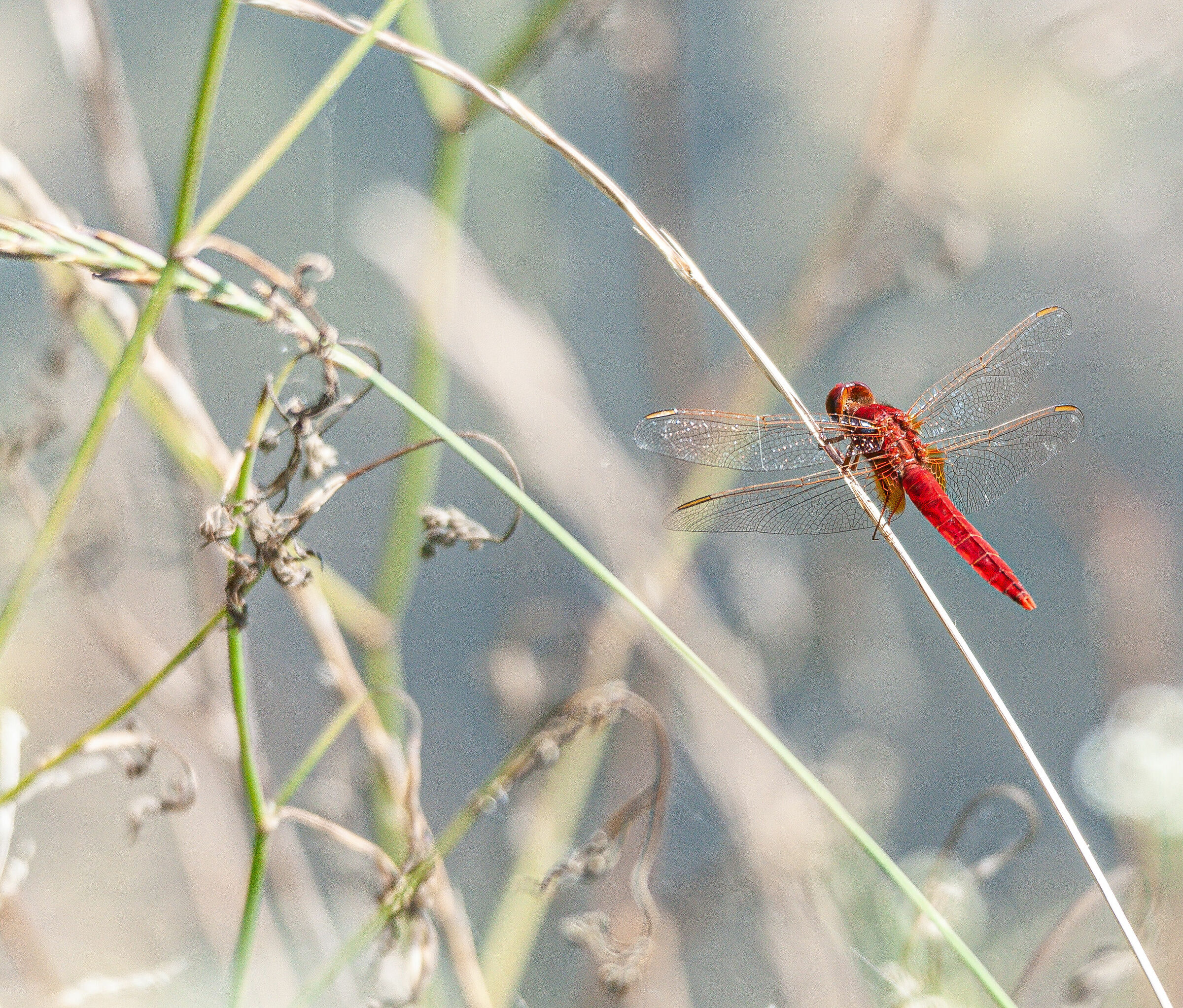 Red dragonfly on a background that I really like...