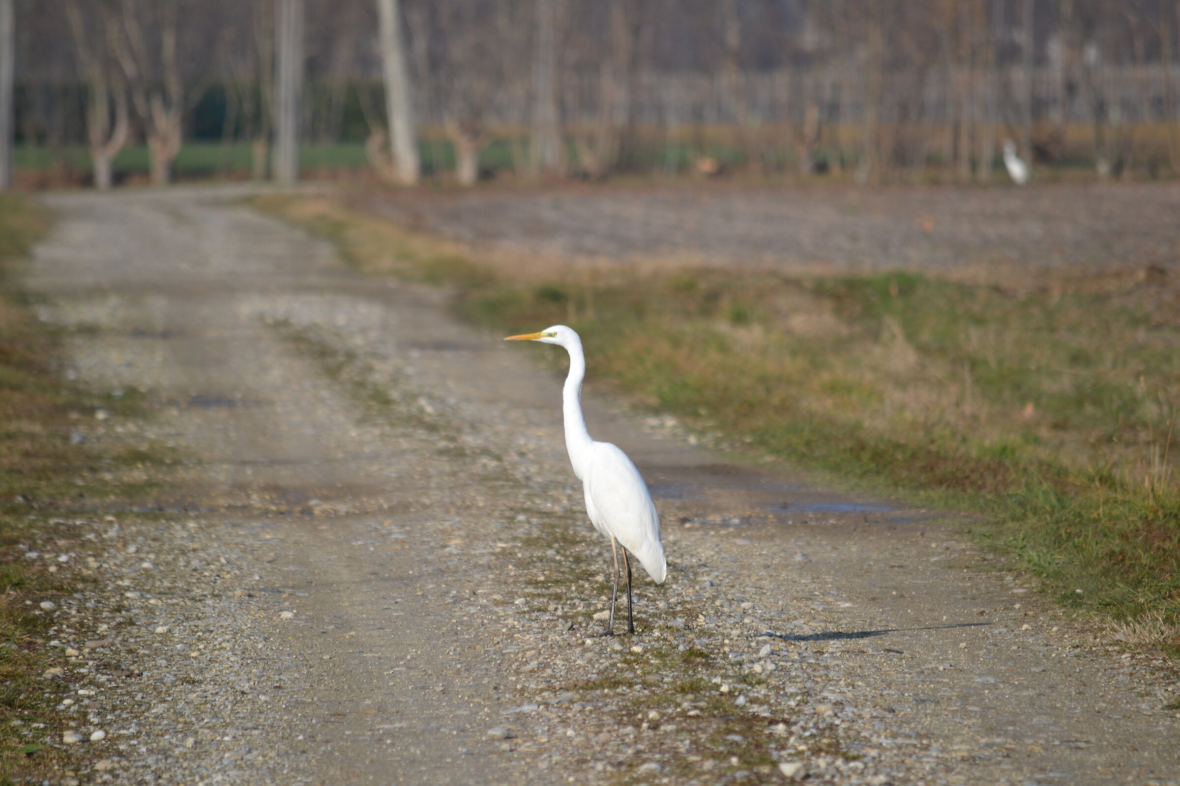 Airone bianco maggiore...