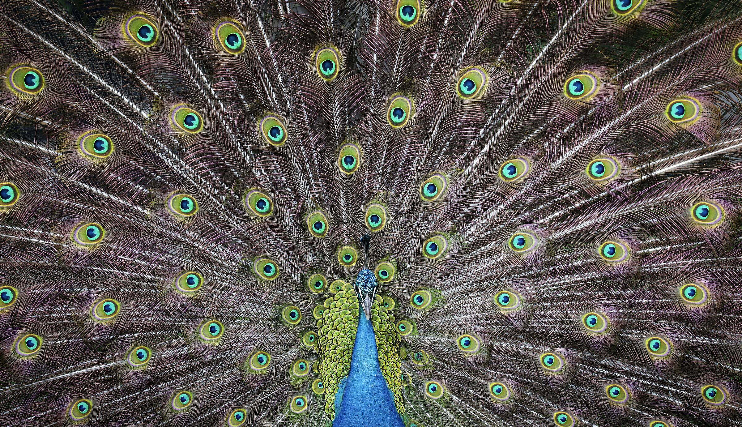 Flamboyant peacock ...