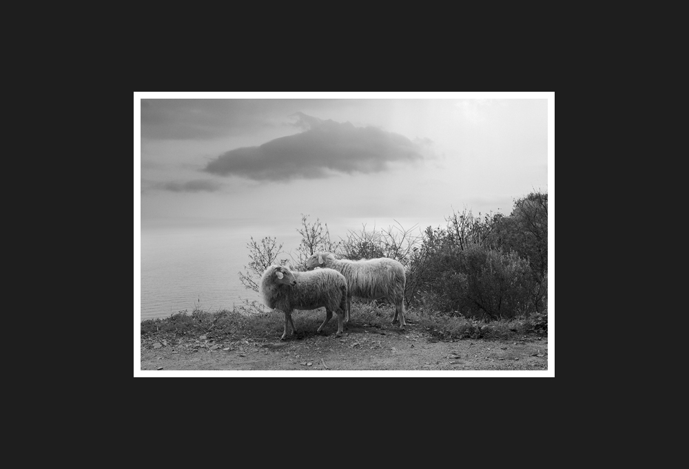 sheep and mutton, 2009...