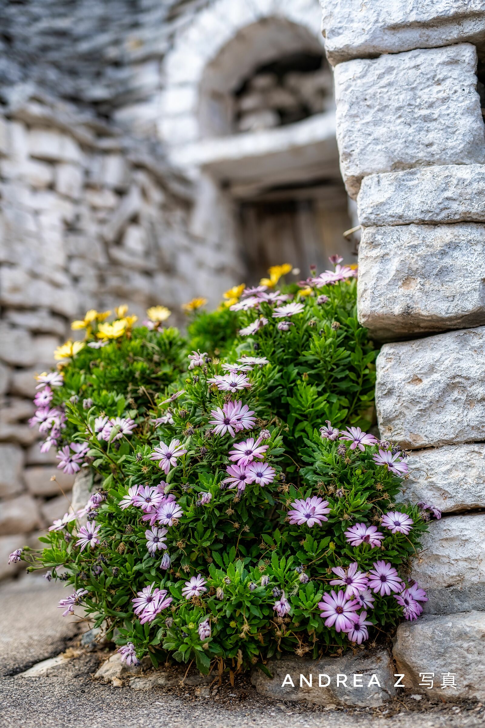 flowers behind the stone...
