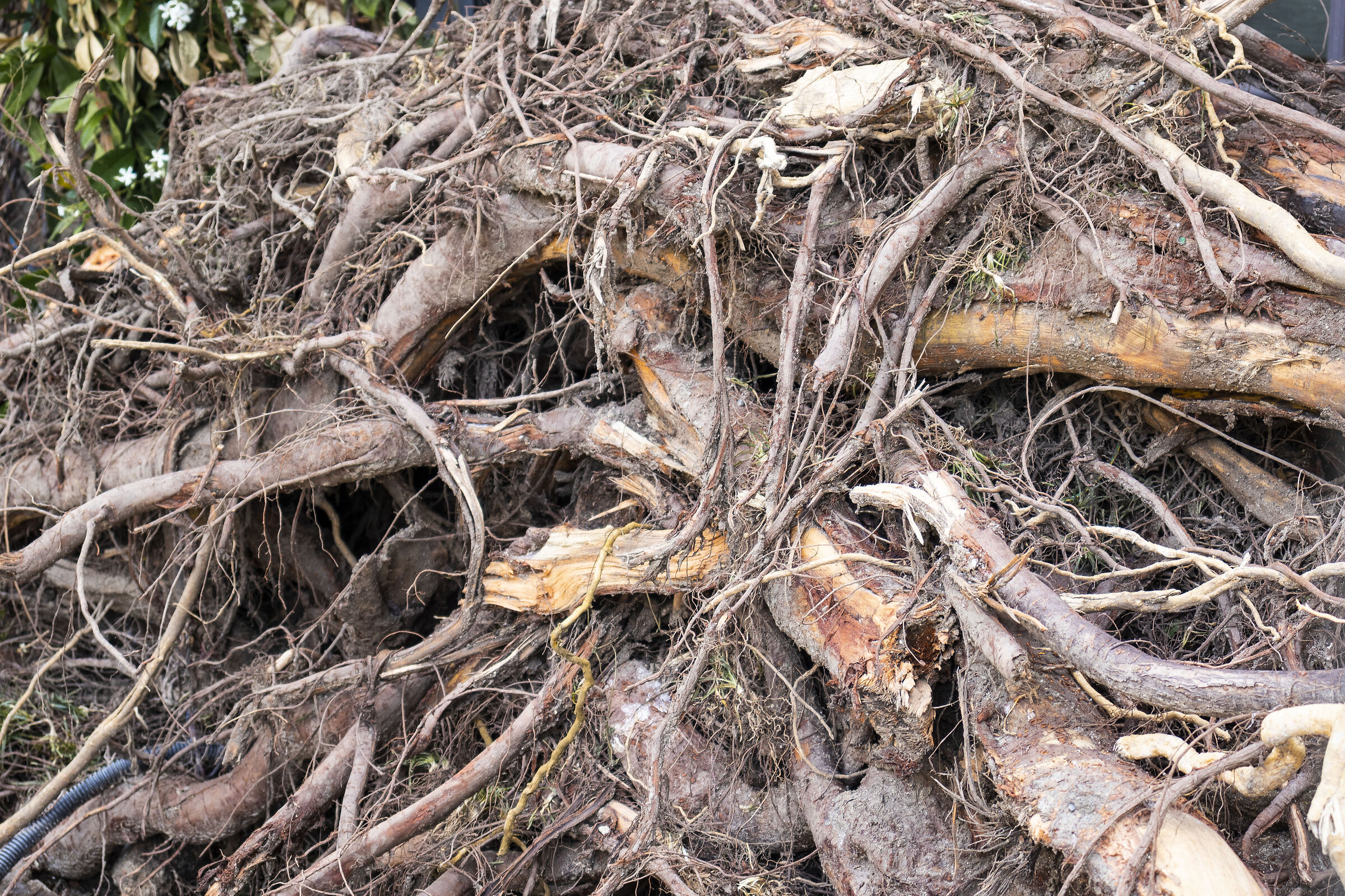 Roots...