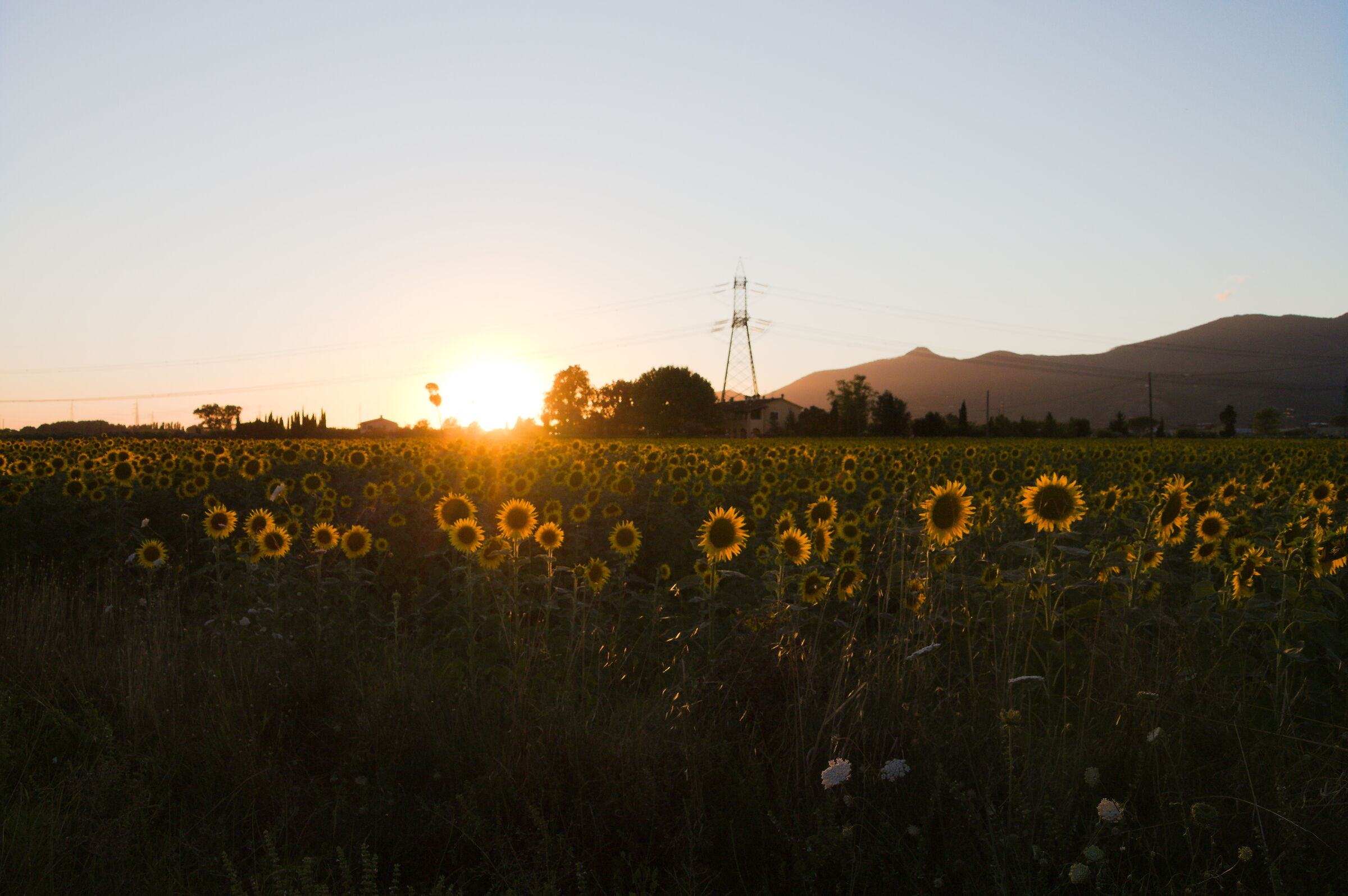Sunflower Field...