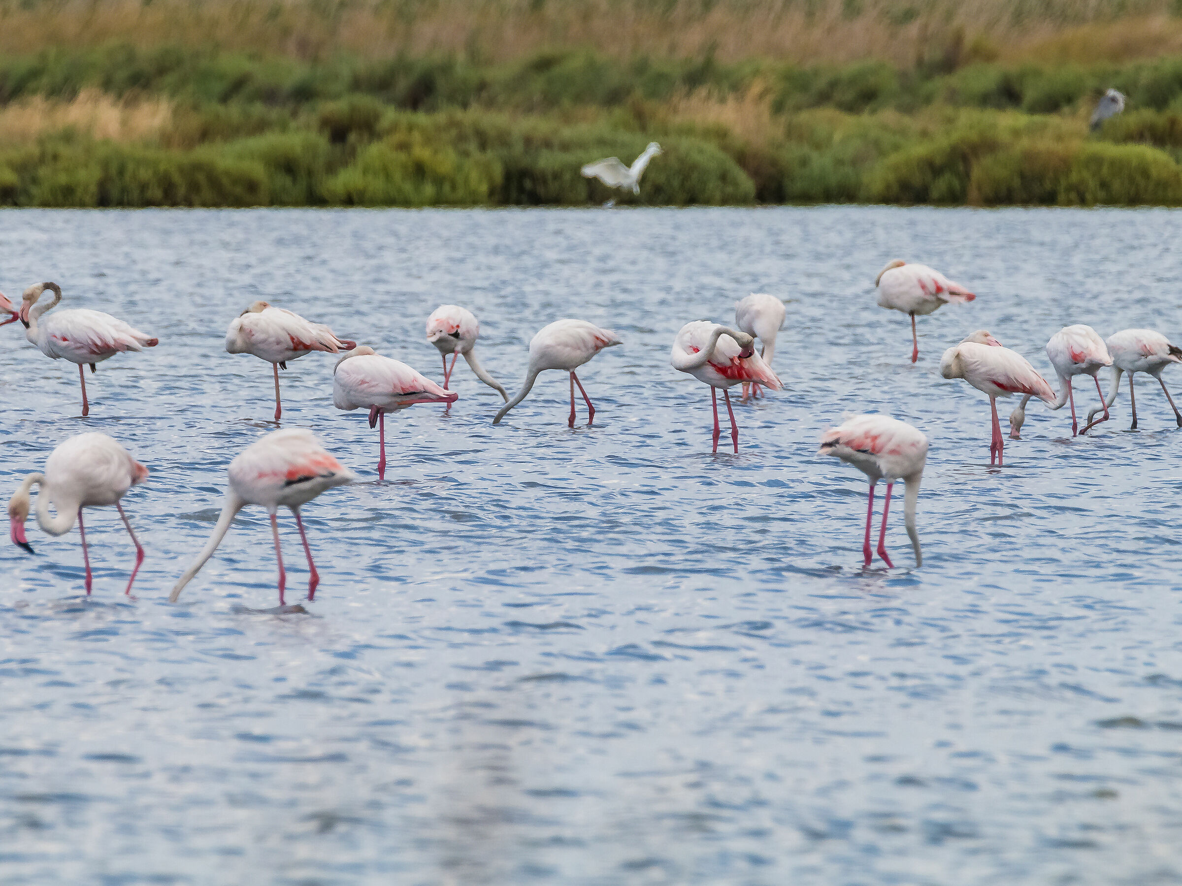 Flamingos at the salt flats of Cervia...