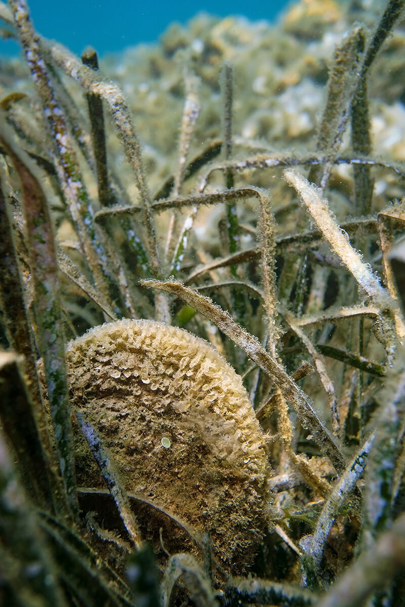 Pinna nobilis on Posidonia oceanic...